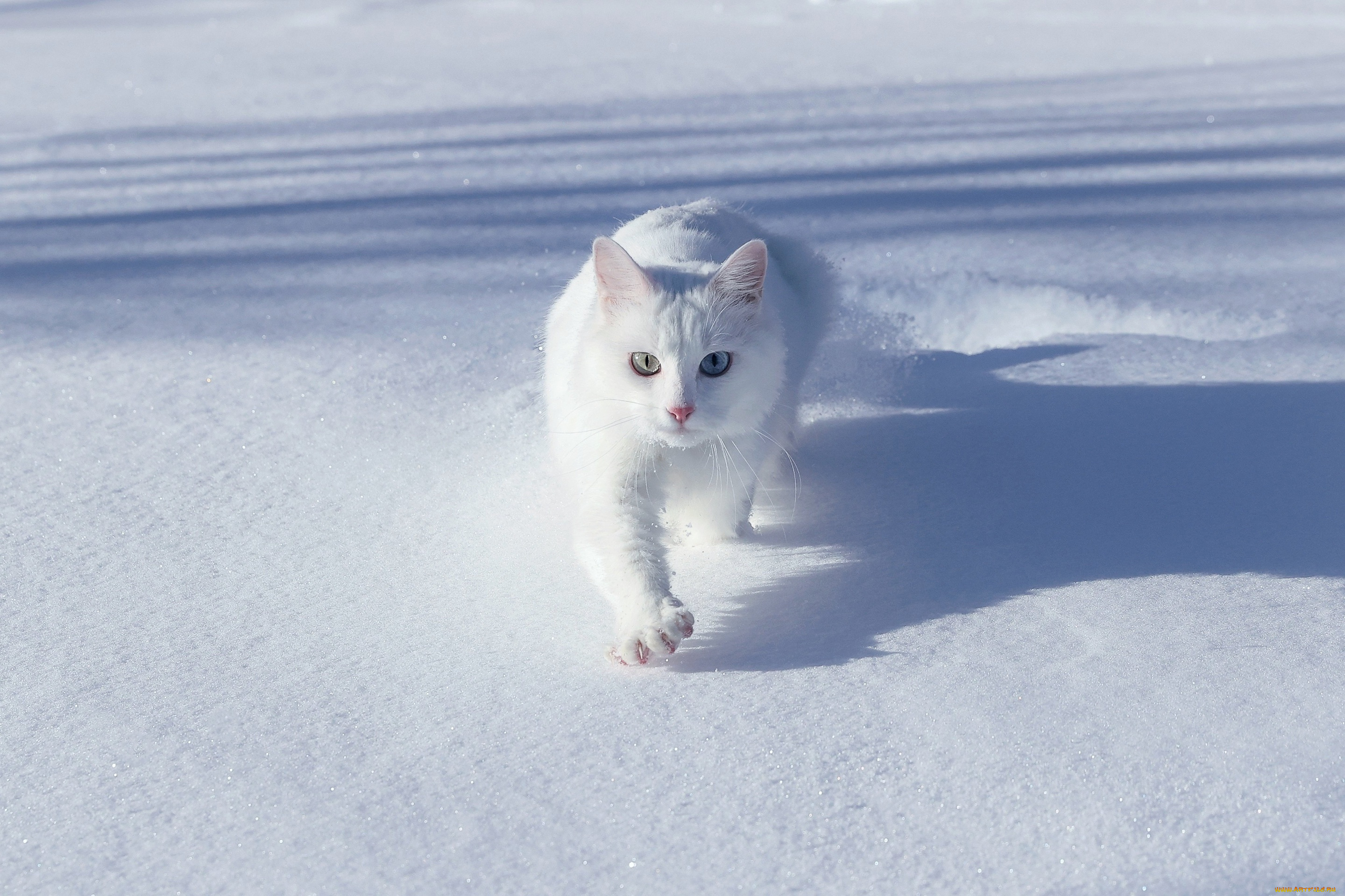 животные, коты, кот, кошка