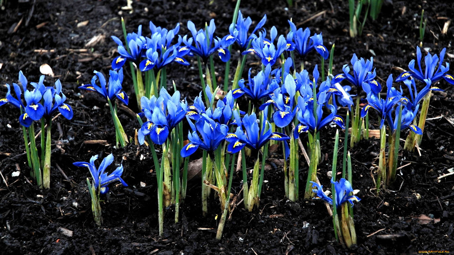 цветы, ирисы, много, синий