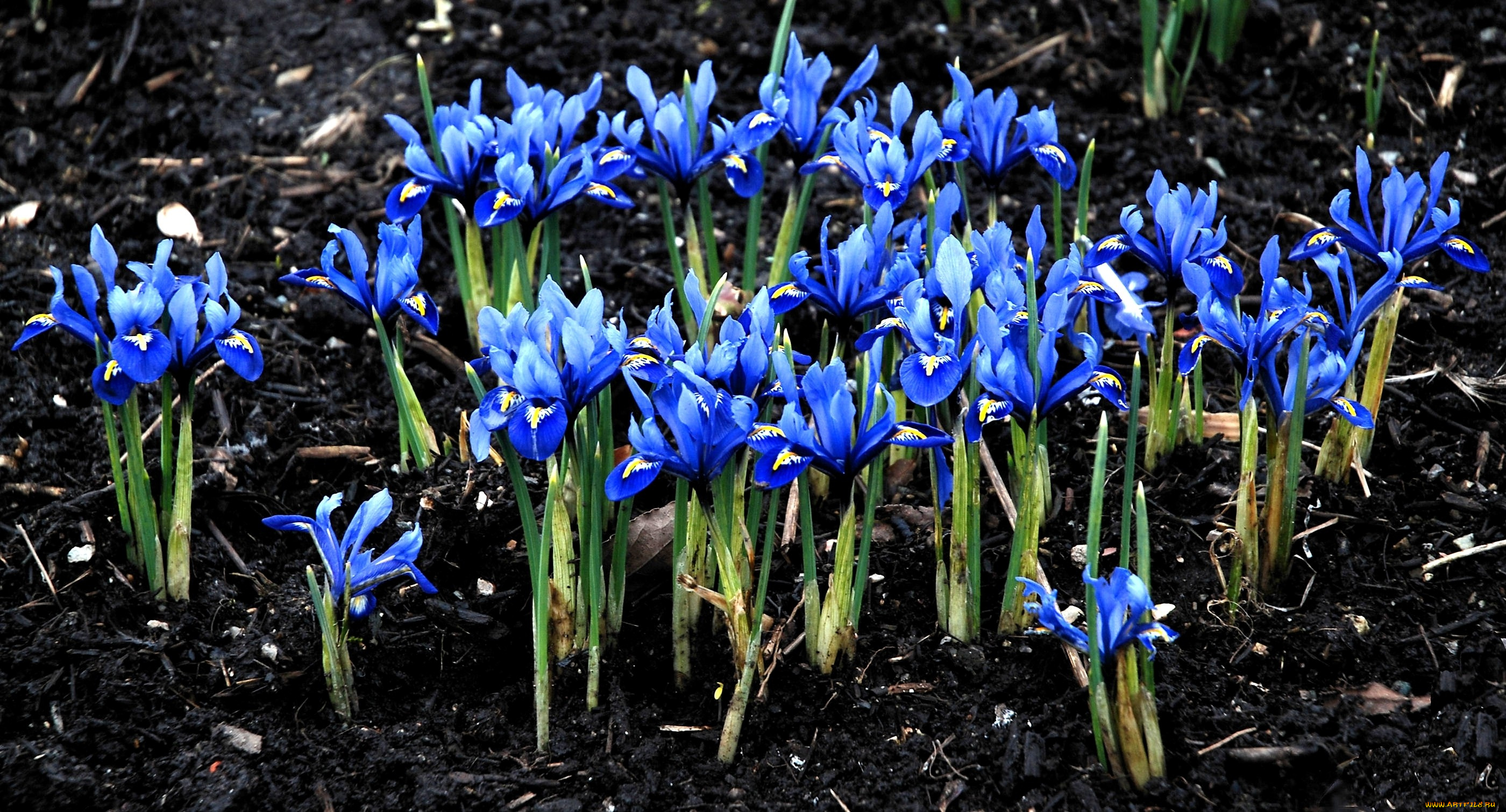 цветы, ирисы, много, синий