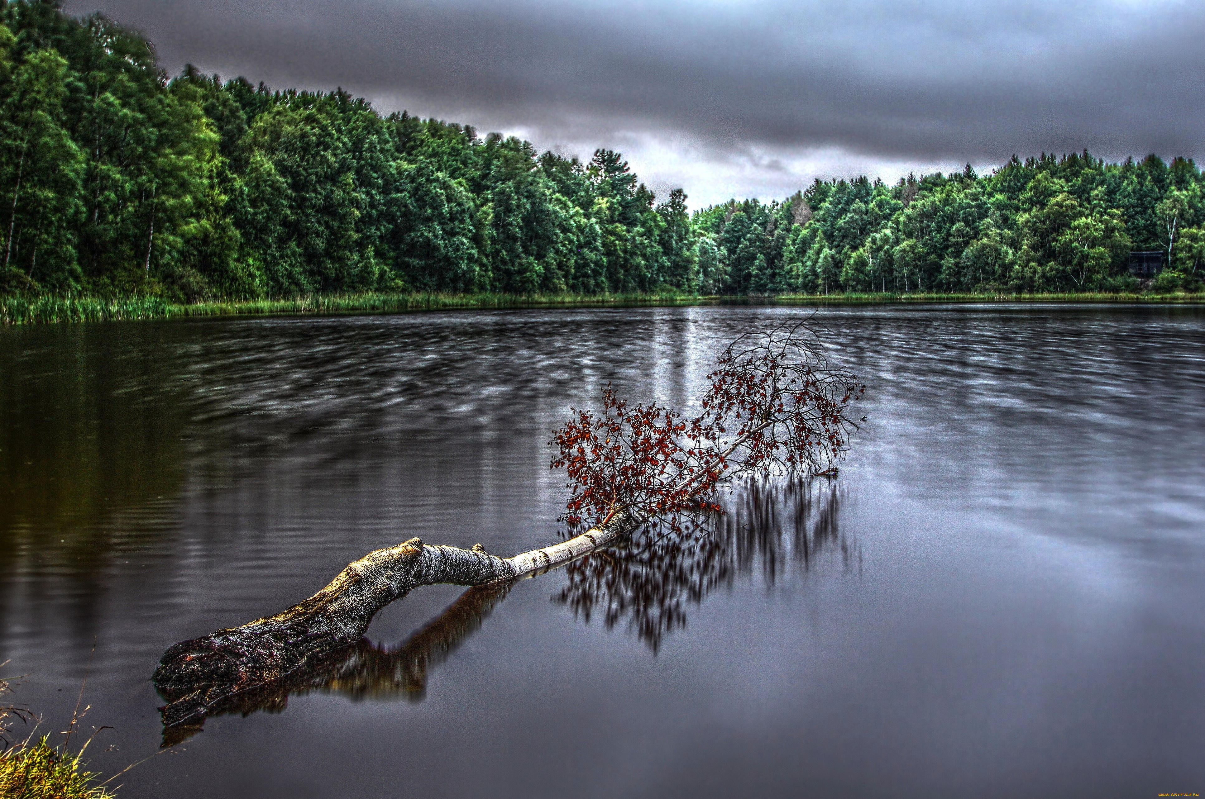 природа, реки, озера, береза, вода, лес