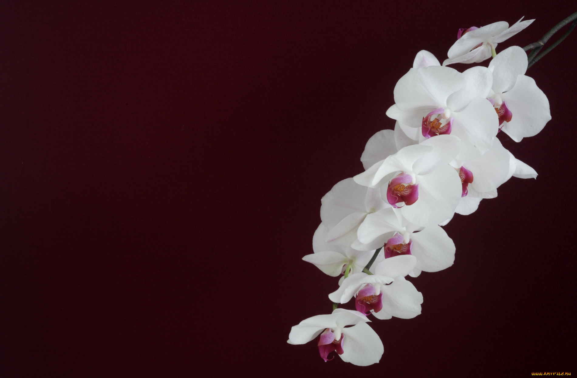 цветы, орхидеи, белый, ветка