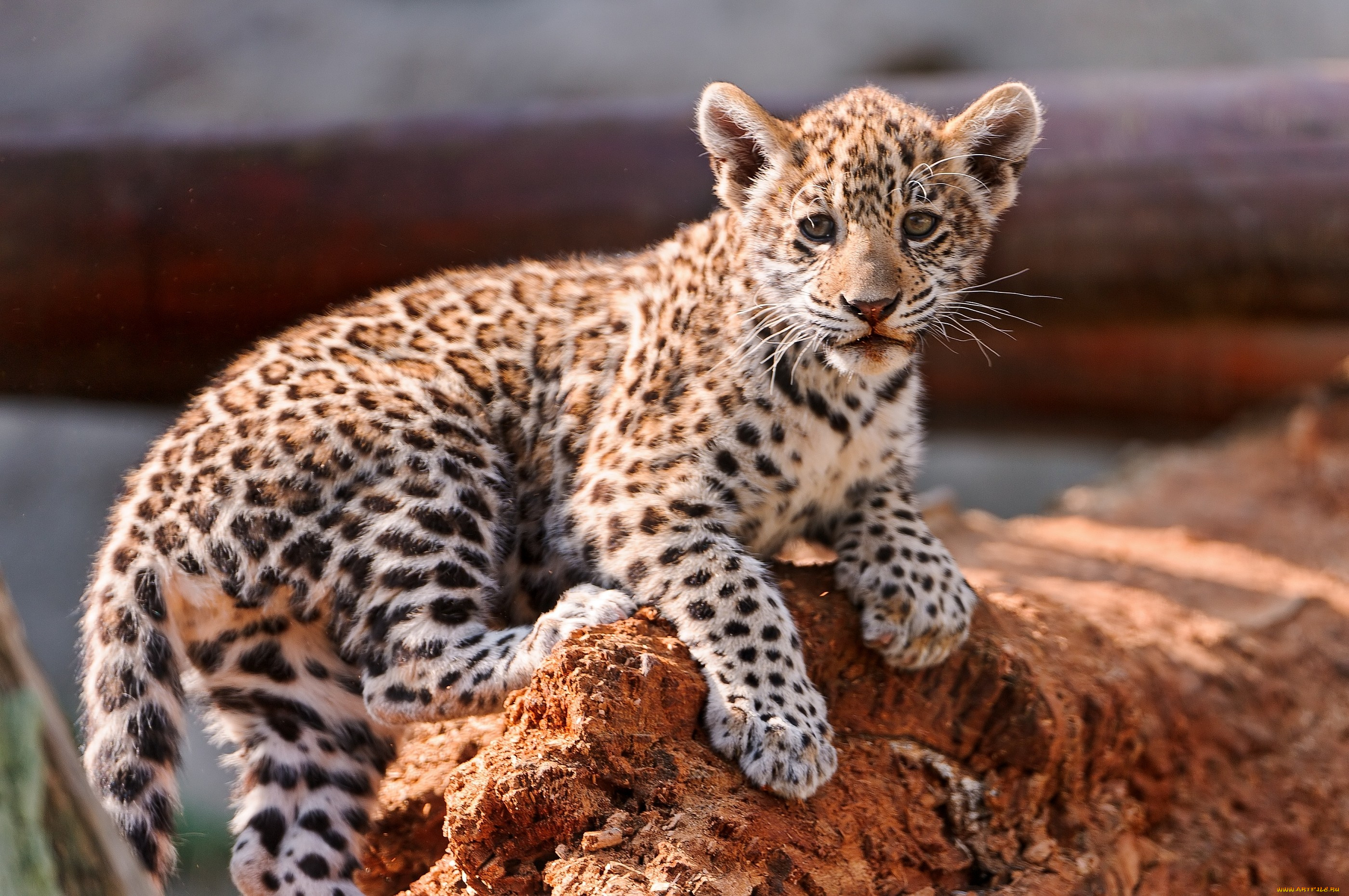 Картинки животных. Гепард леопард Ягуар. Детеныш леопарда. Дальневосточный леопард потомство. Ягуар и леопард.
