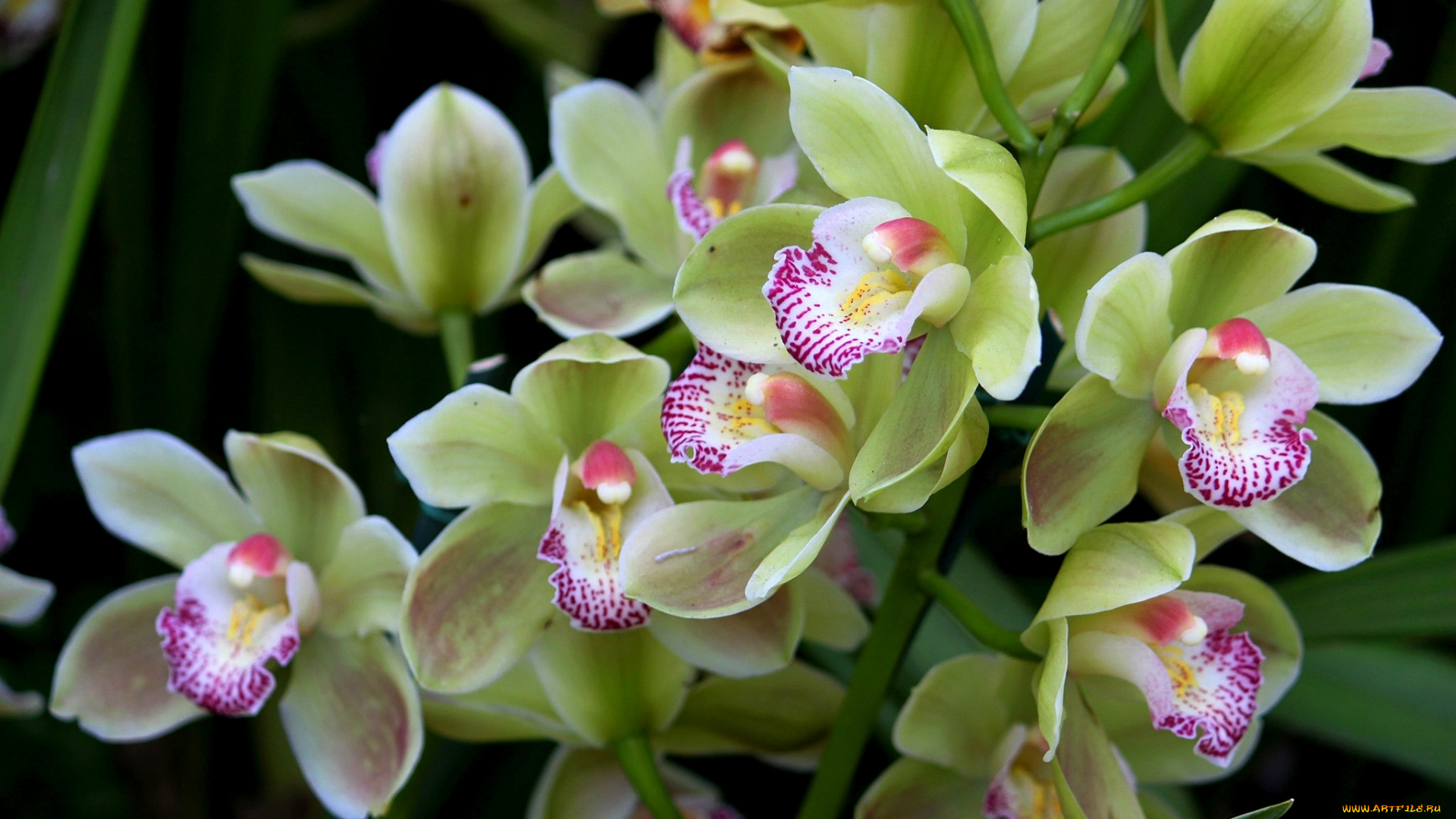 цветы, орхидеи, зеленый, орхидея, экзотика