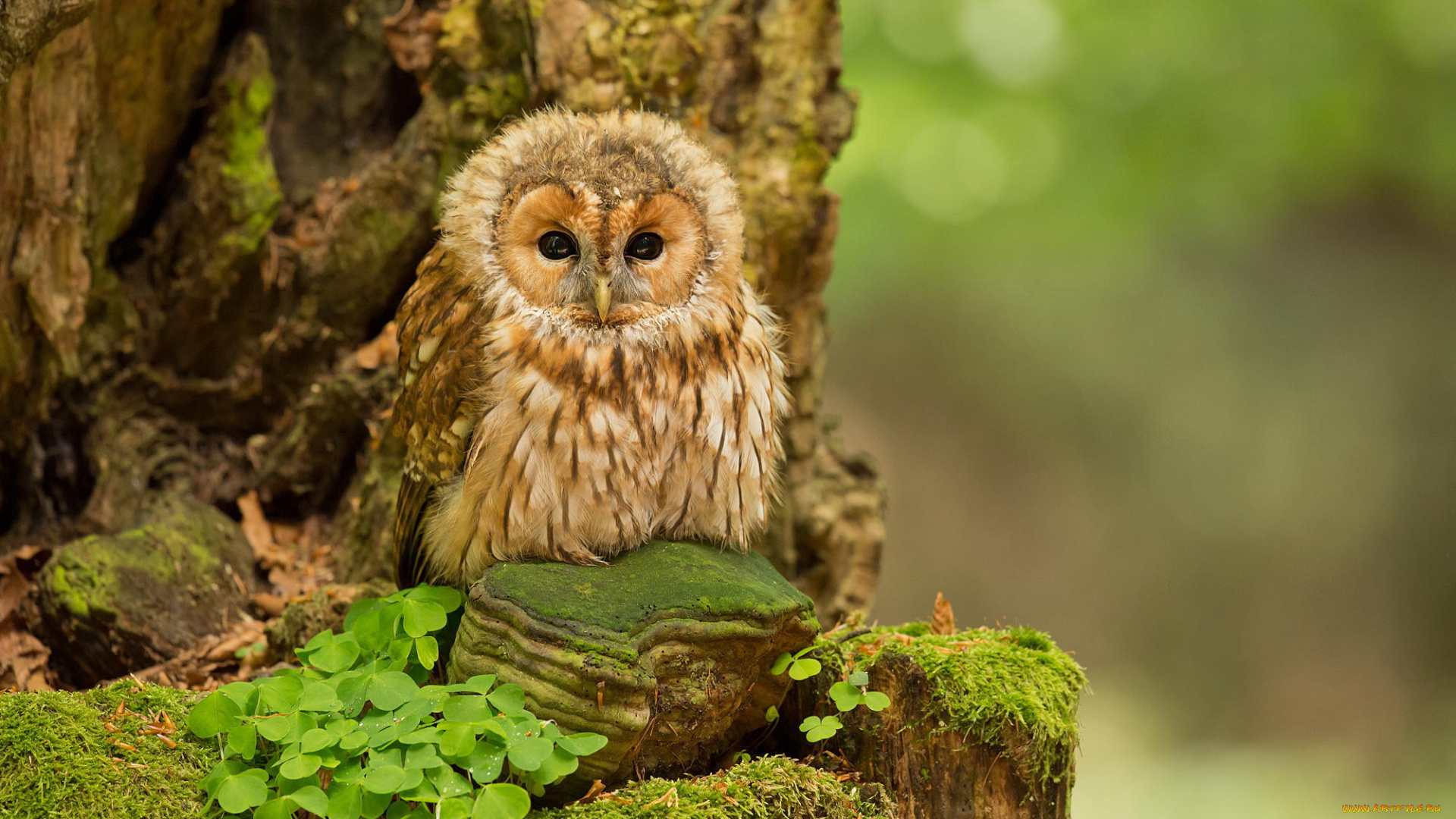 животные, совы, nature, forest, природа, лес, сова, птинец, owl, tawny, birds