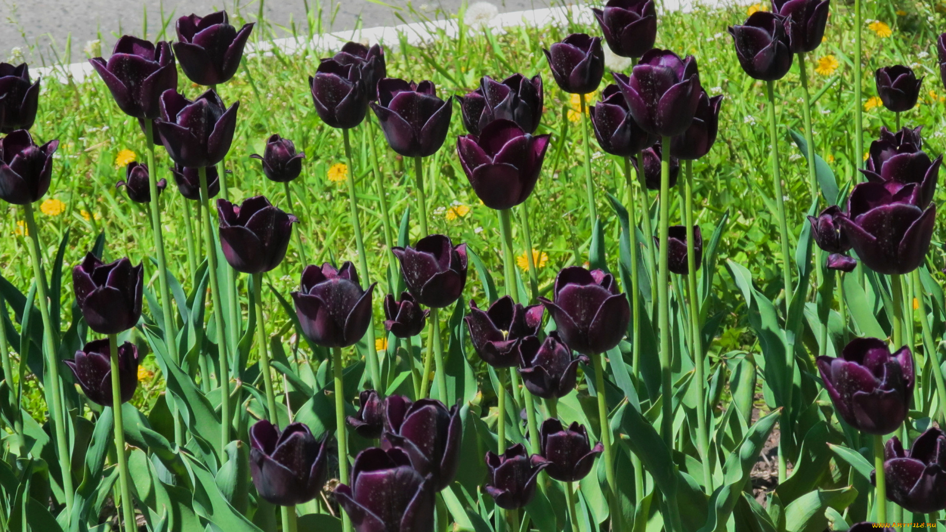 Черные, тюльпаны, цветы, тюльпаны, клумба, день, солнечный
