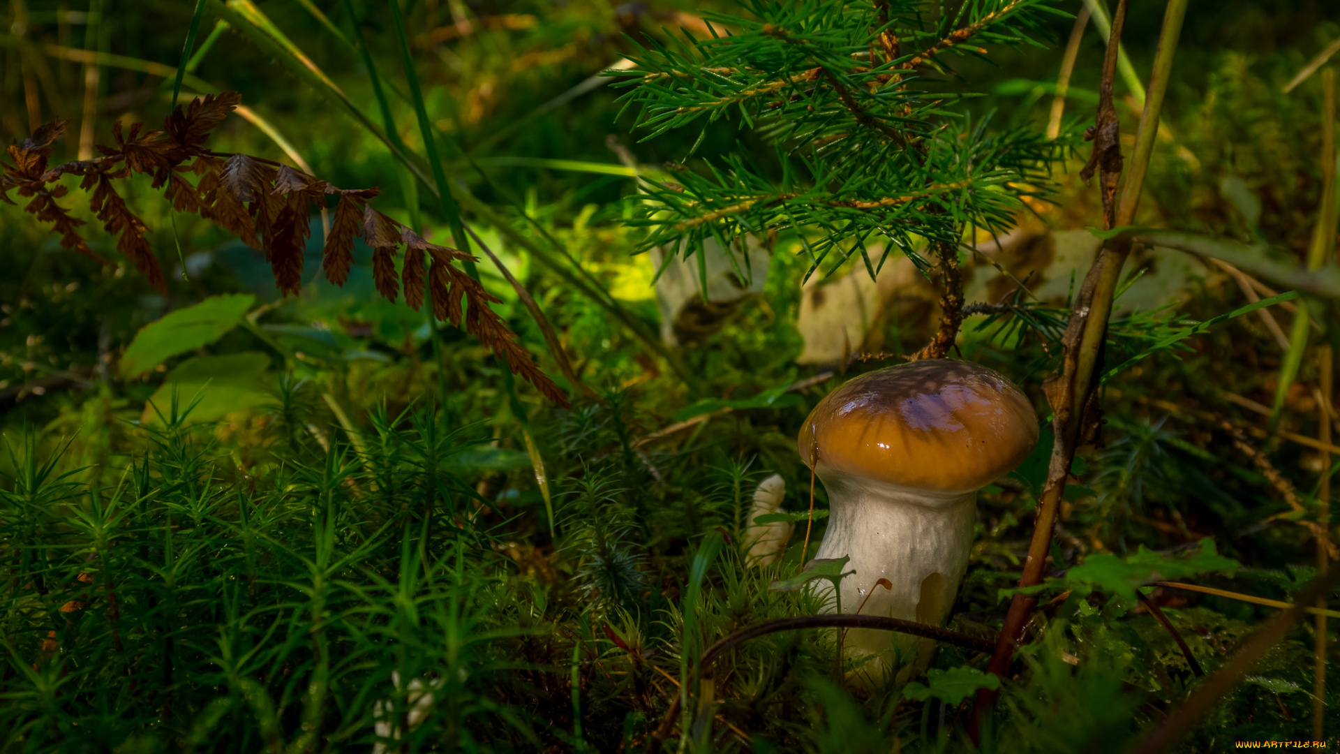 природа, грибы, масленок