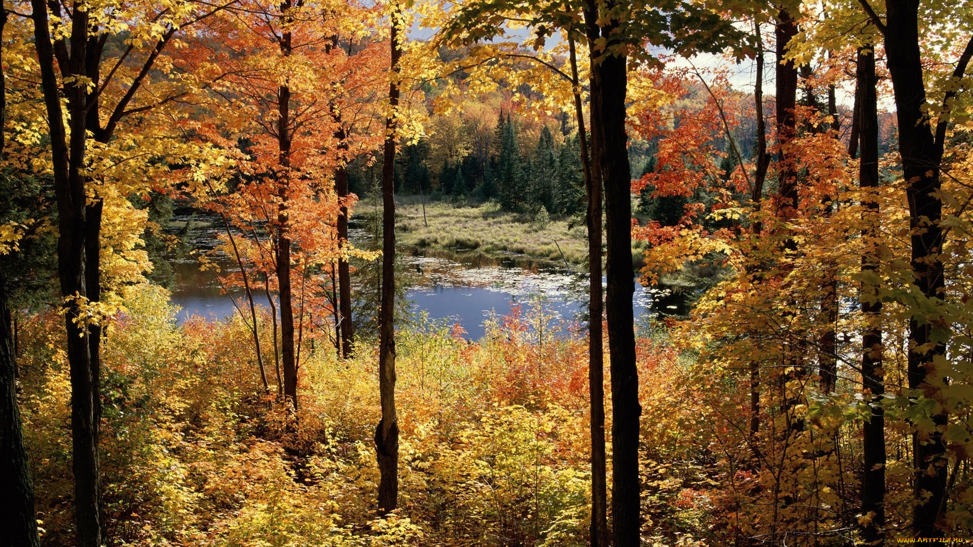 природа, реки, озера, лес, озеро, осень, деревья
