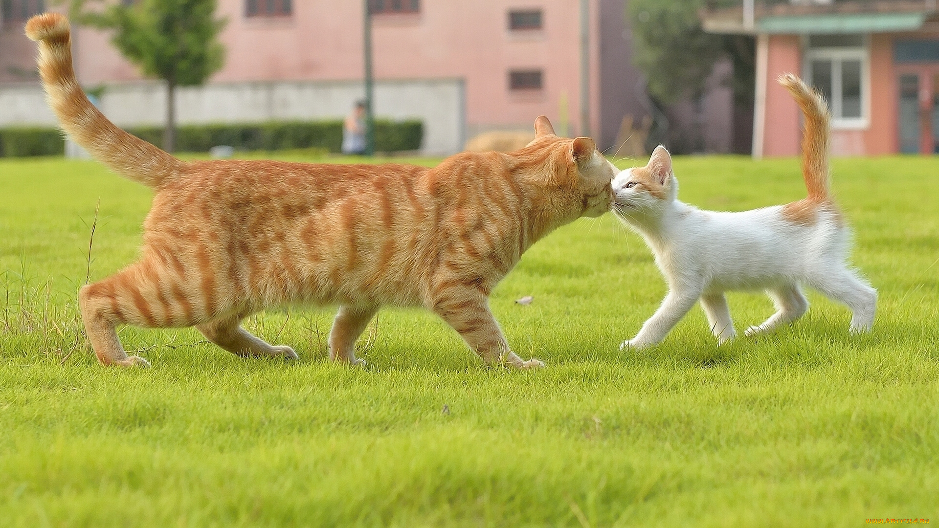 животные, коты, кот, кошка, котёнок, знакомство