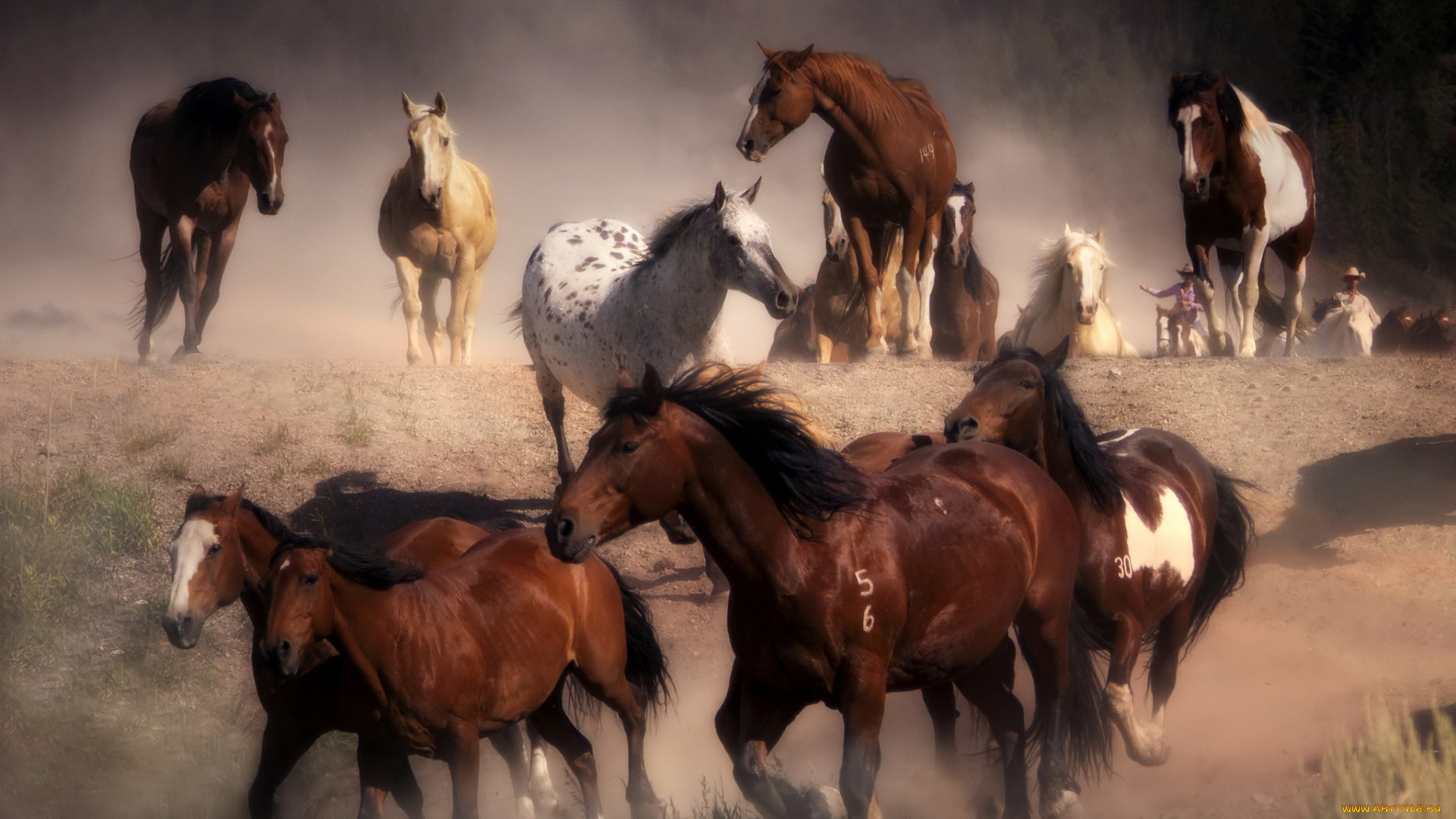 животные, лошади, пыль, бег, табун