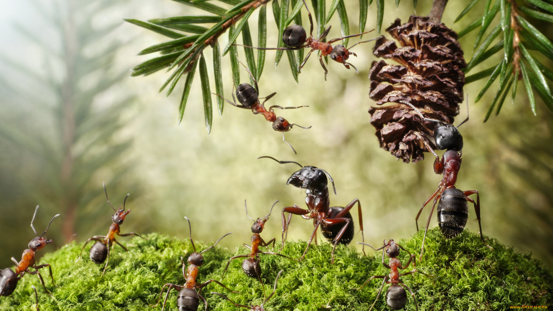 животные, насекомые, ситуация, шишка, муравьи, макро, хвоя, мох