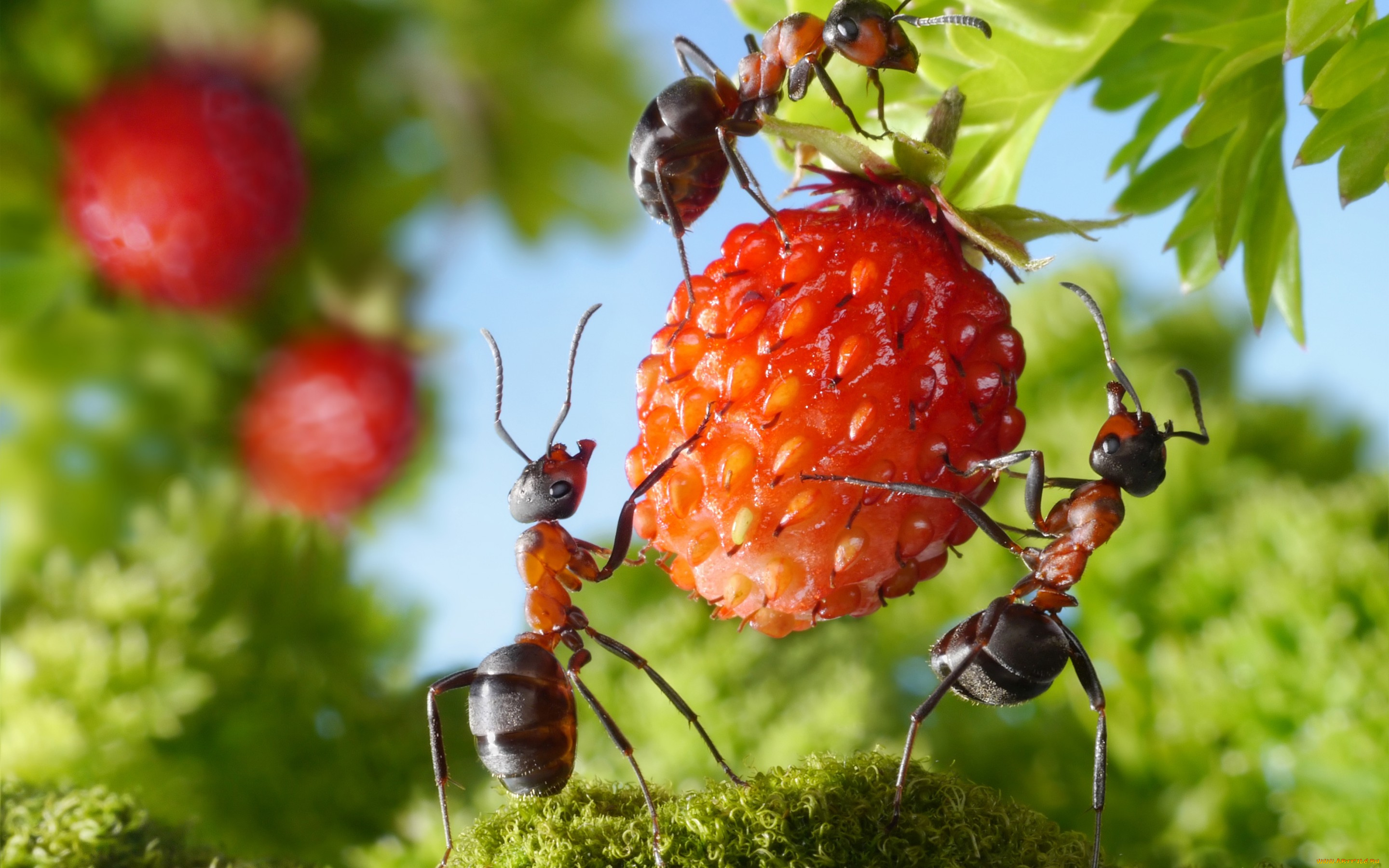 животные, насекомые, лето, зелень, макро, вкусно, ягода, муравьи, ситуация, земляника