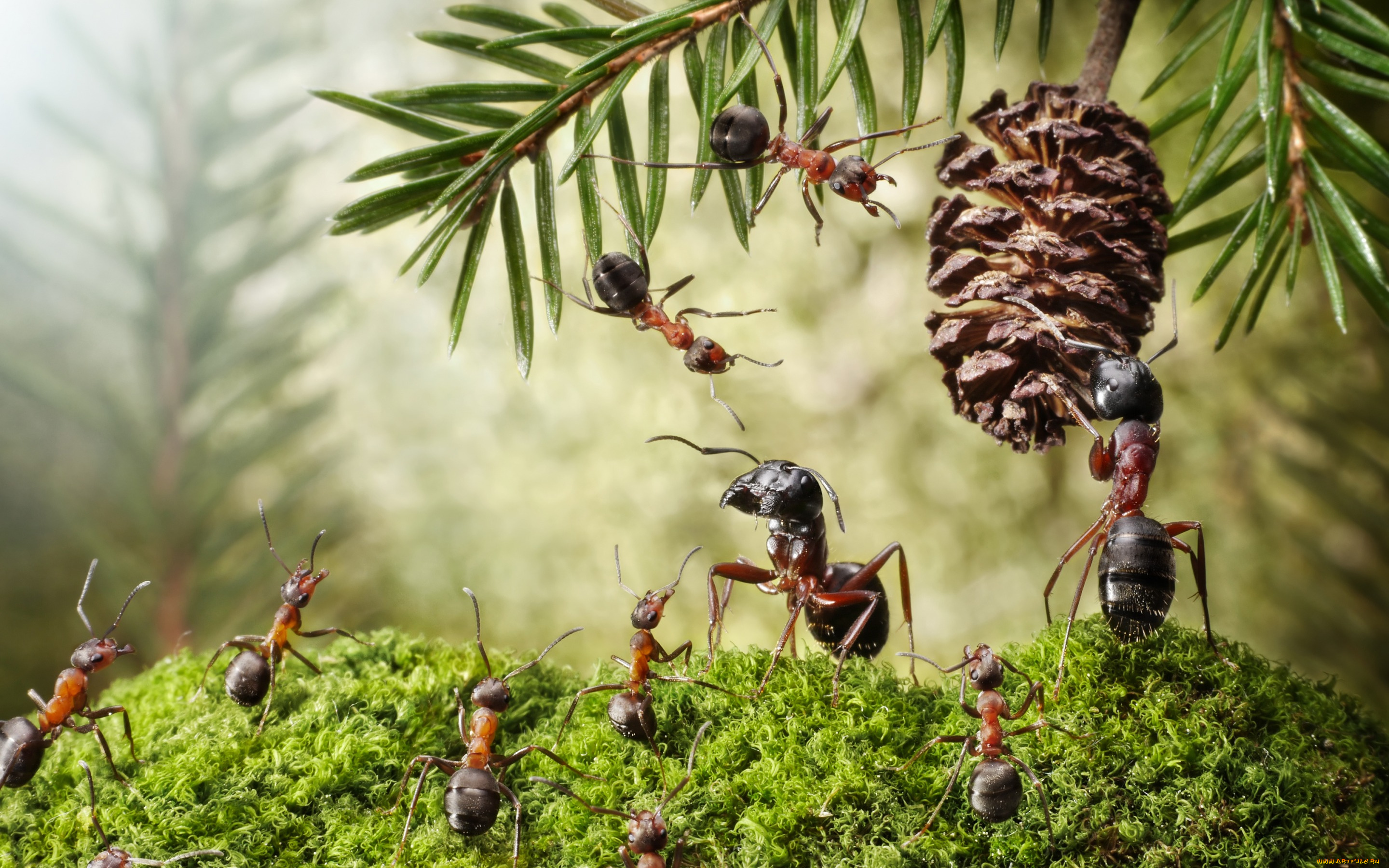 животные, насекомые, ситуация, шишка, муравьи, макро, хвоя, мох