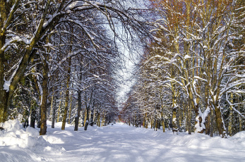 Картинка природа зима лес снег