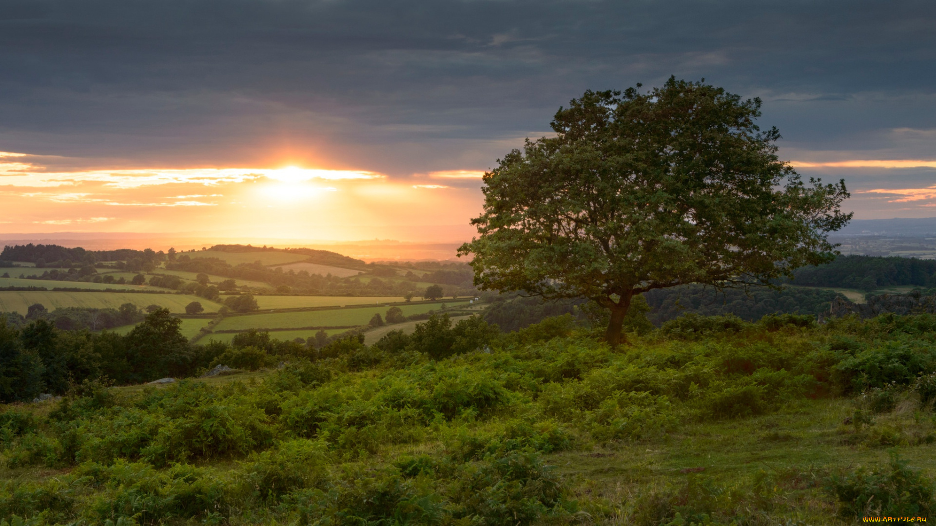 природа, деревья, англия, leicestershire, charnwood, forest, beacon, hill, country, park, закат, england, лестершир, дерево, поля