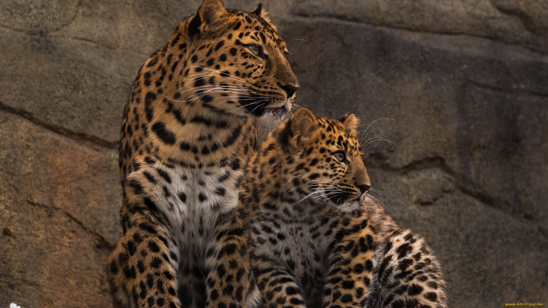 животные, леопарды, детёныш, профиль, парочка, мать, семья, амурские, хищники, зоопарк, внимание