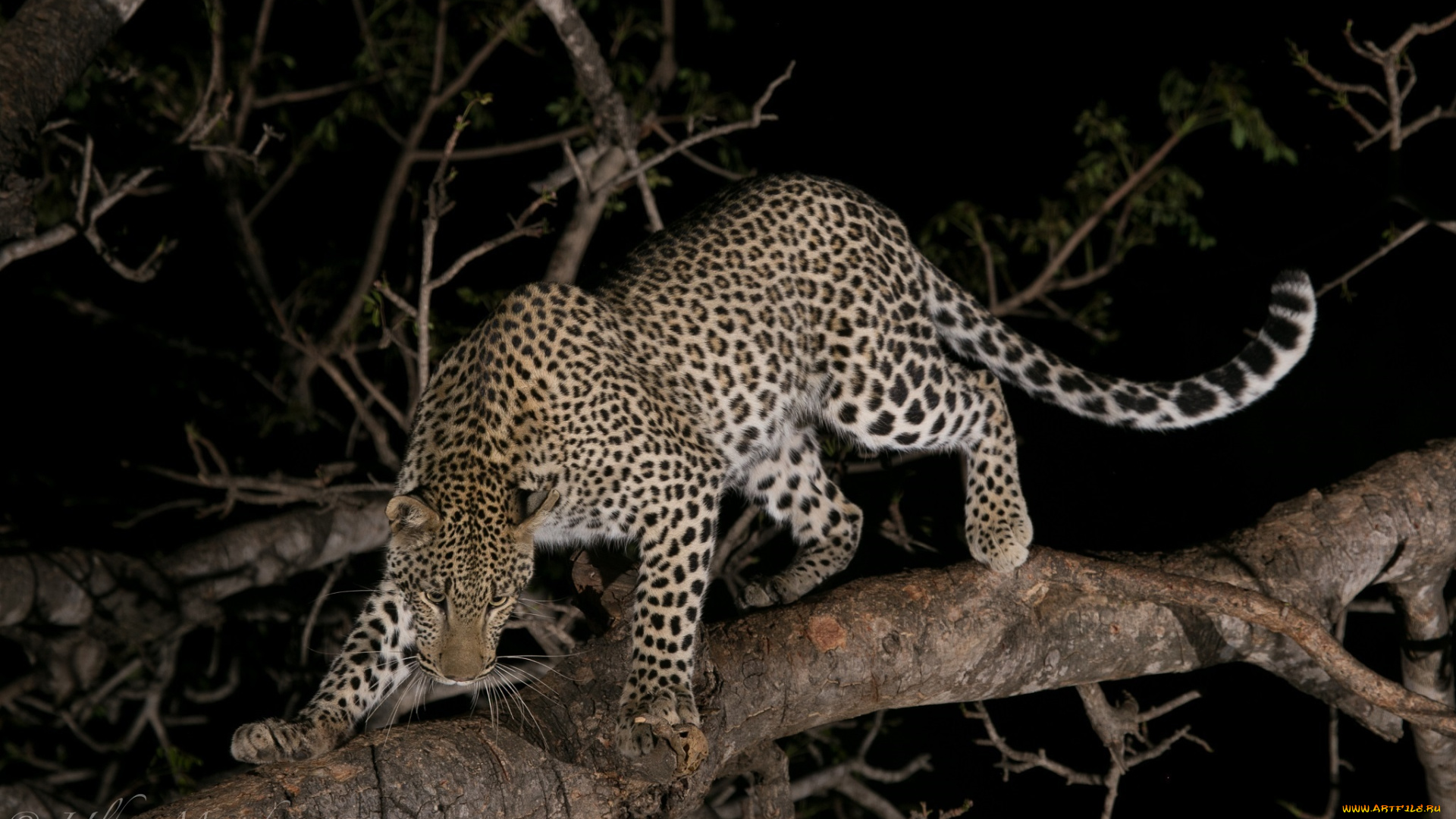 животные, леопарды, хищник, кошка, смотрит, поза, дерево, ночь, внимание