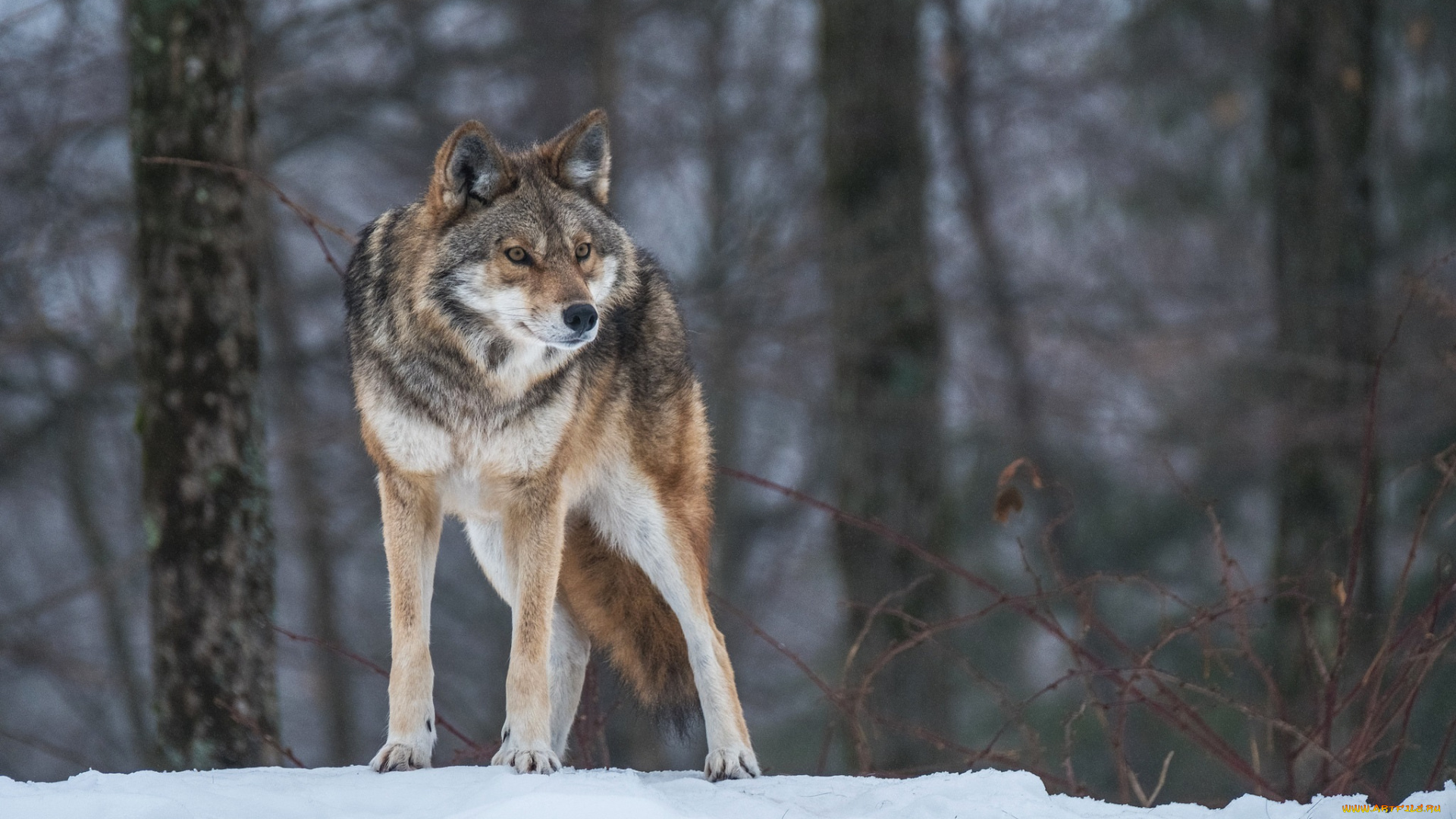 животные, волки, , койоты, , шакалы, настороженность, снег, волк, зима, внимание, лес, хищник