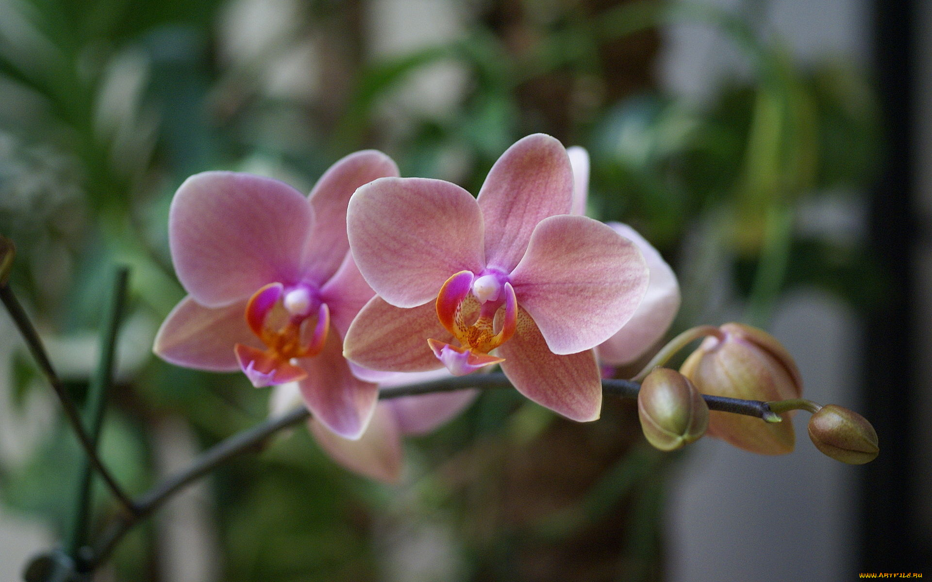 цветы, орхидеи, ветка, розовые, фаленопсис