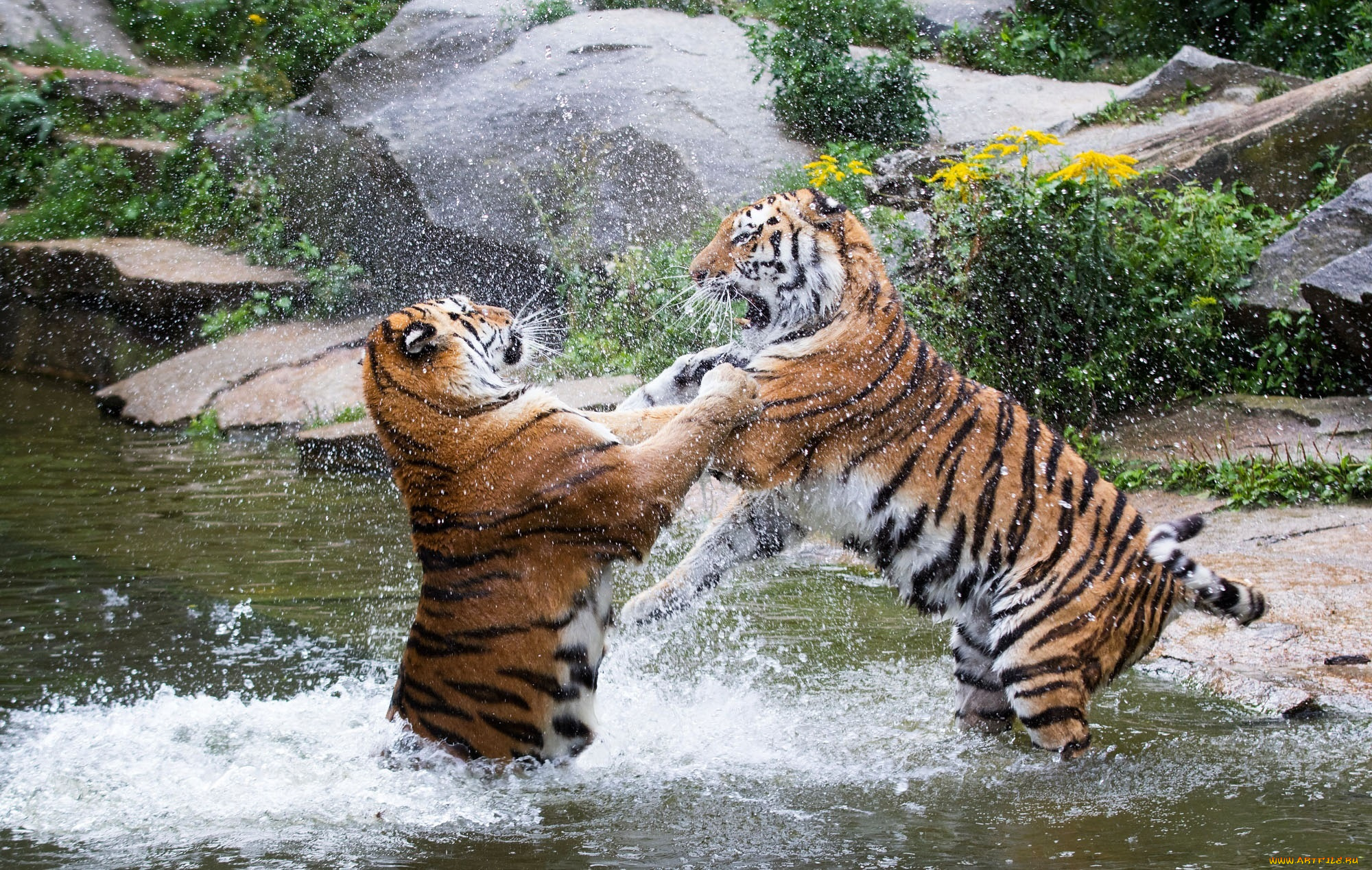 животные, тигры, зоопарк, брызги, кошки, игра, борьба, драка, парочка, хищники
