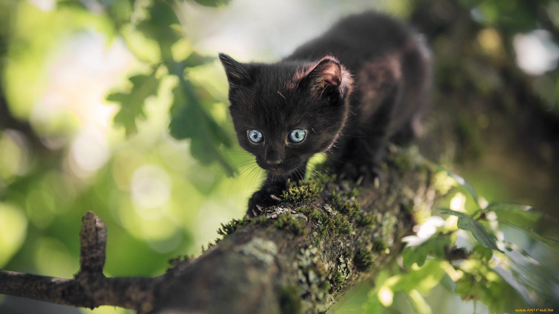 черный, кот, животные, коты, кот, животное, фауна, природа, дерево