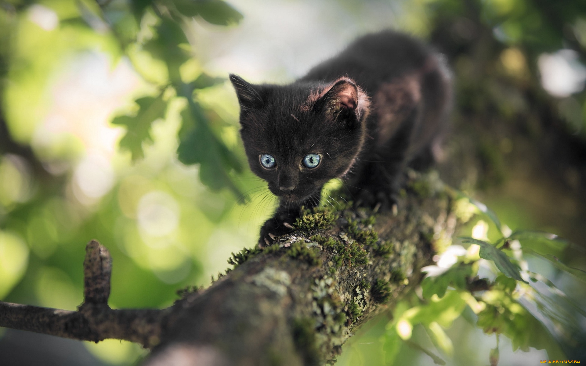 черный, кот, животные, коты, кот, животное, фауна, природа, дерево