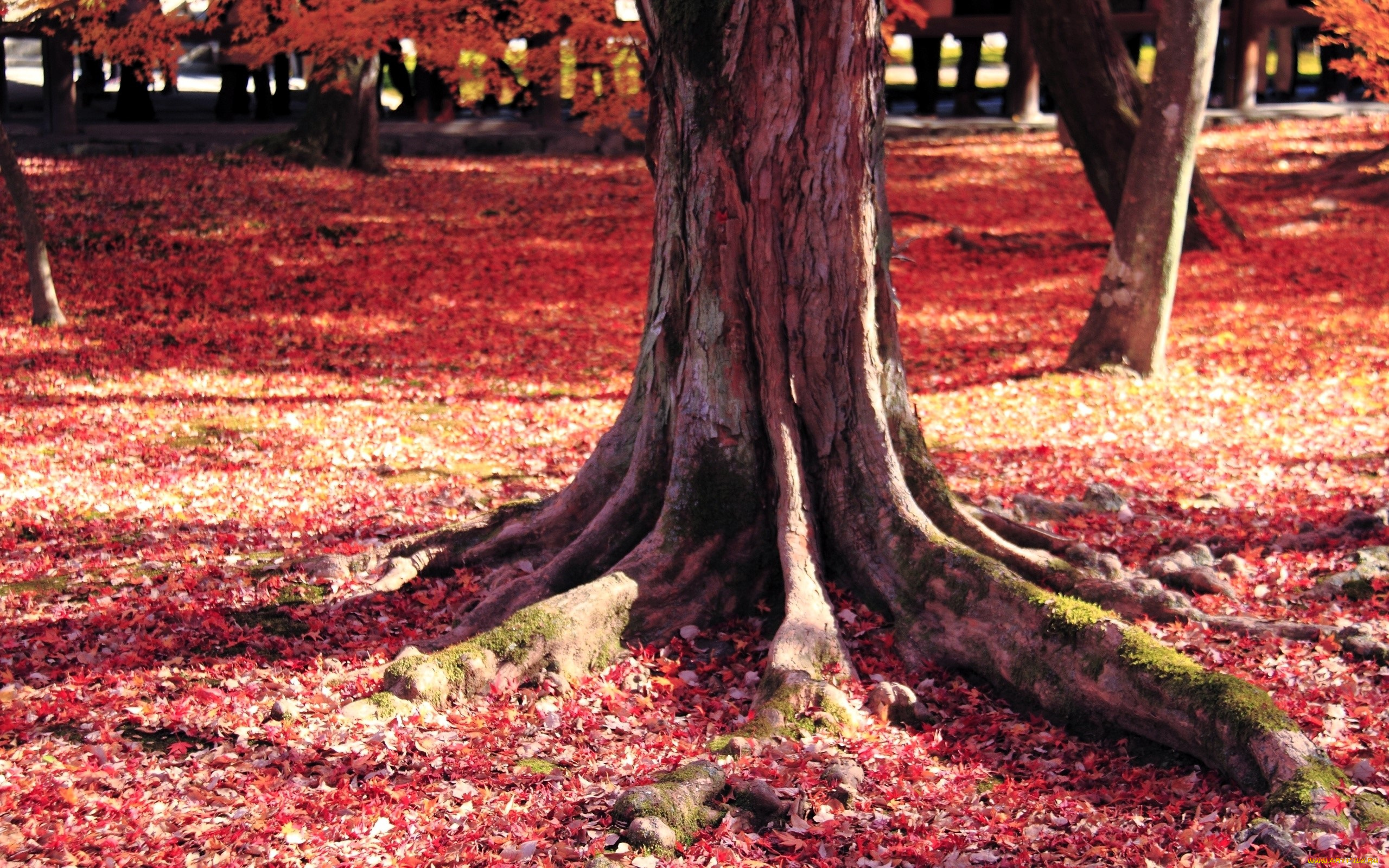 природа, парк, деревья, осень, листья