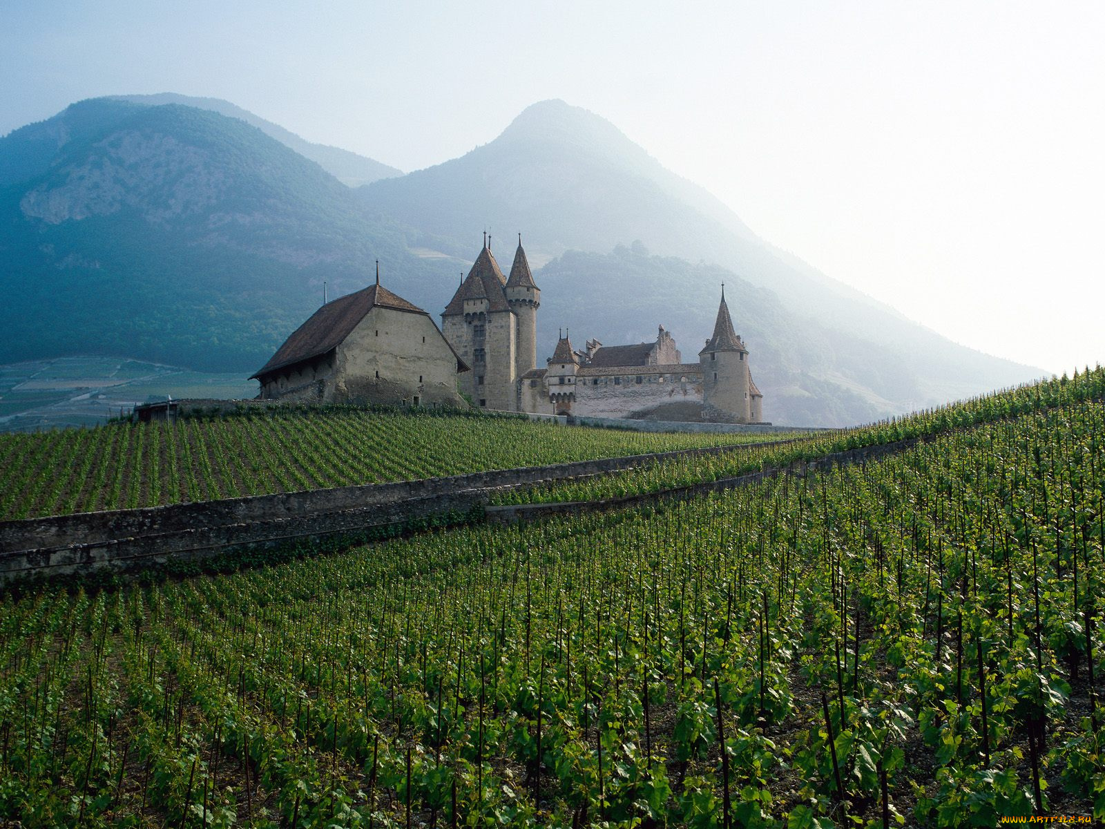 Countryside android. Лихтенштейн виноградники. Виноградники Швейцарии. Швейцария природа виноградники. Виноградник и замок Швейцария.