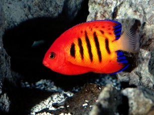 Картинка flame angelfish животные рыбы