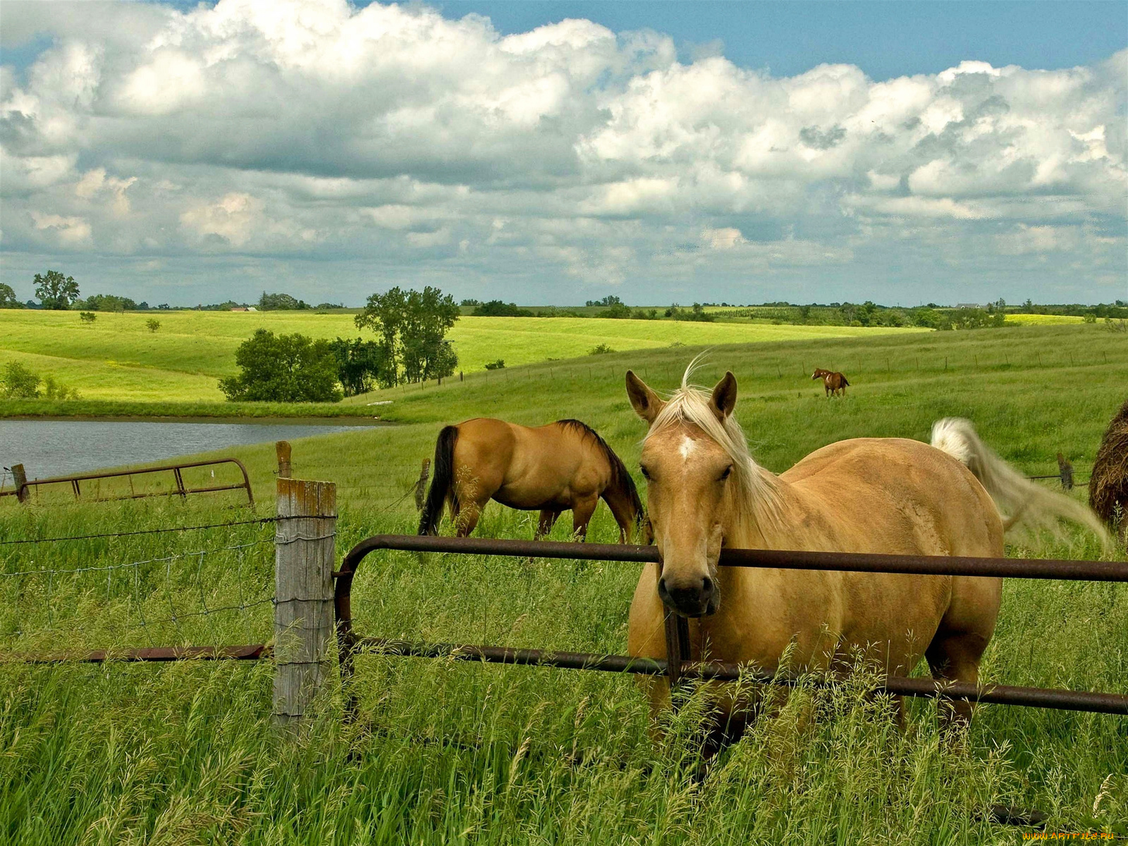 животные, лошади, поле, забор