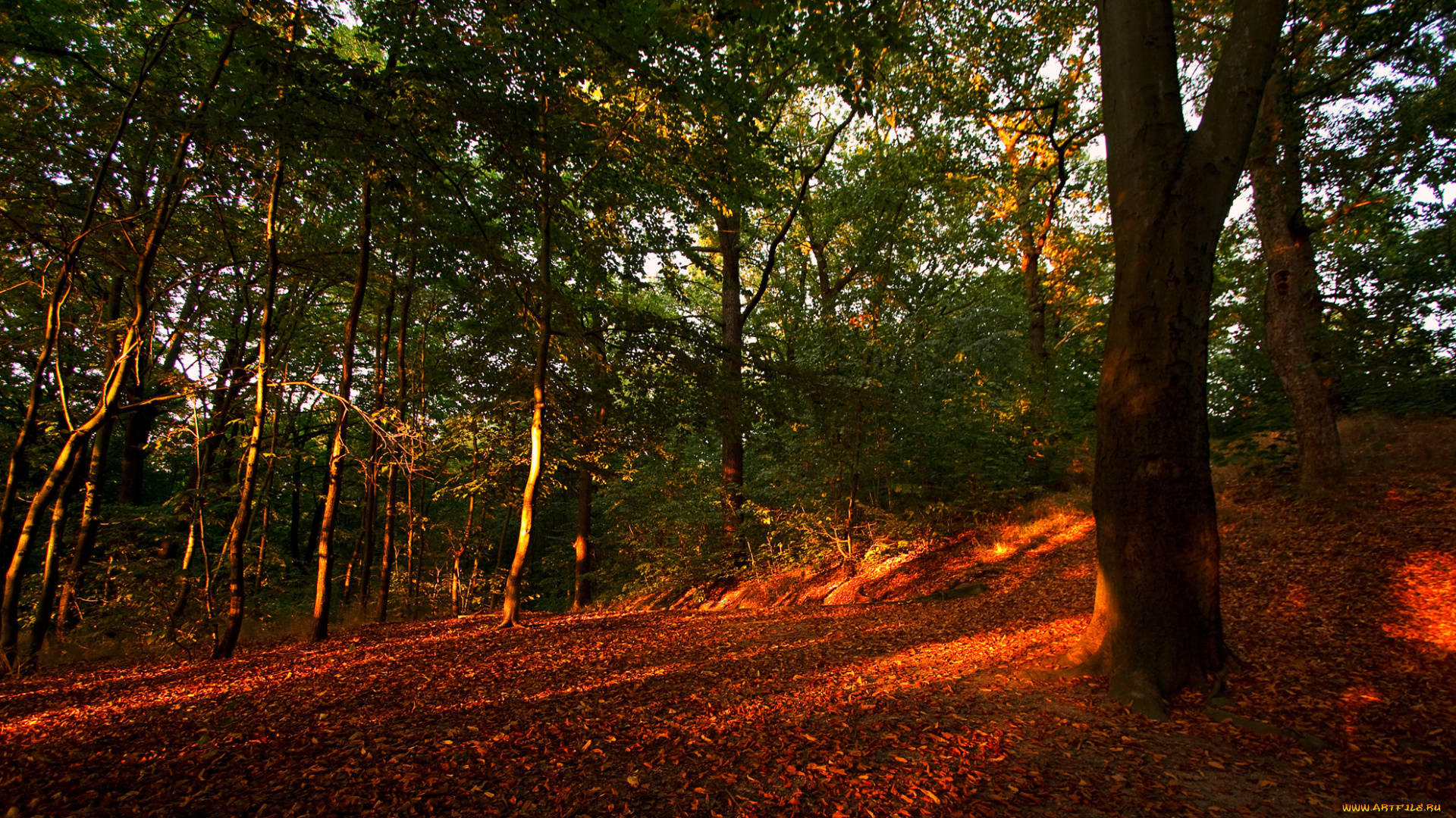 природа, лес, осень, деревья, листья