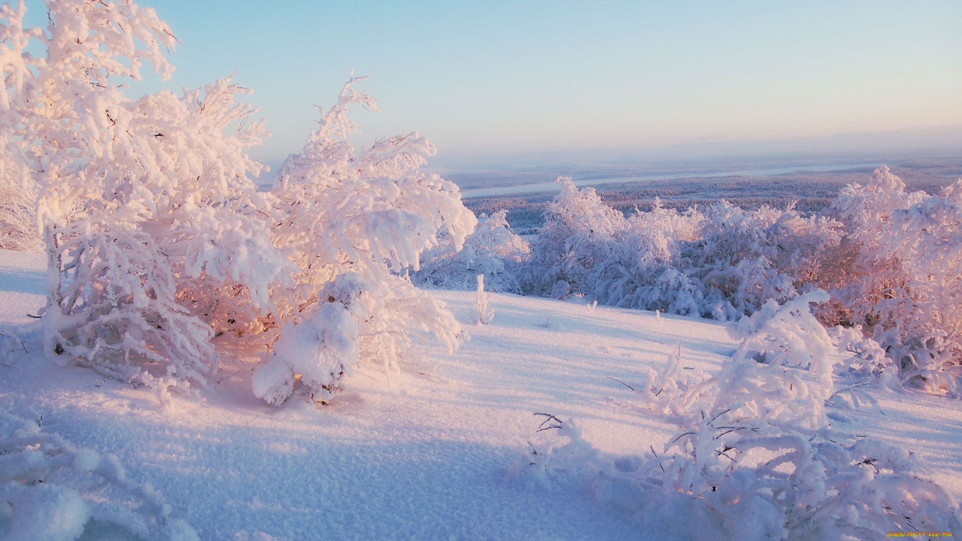 природа, зима, кусты, пейзаж, снег