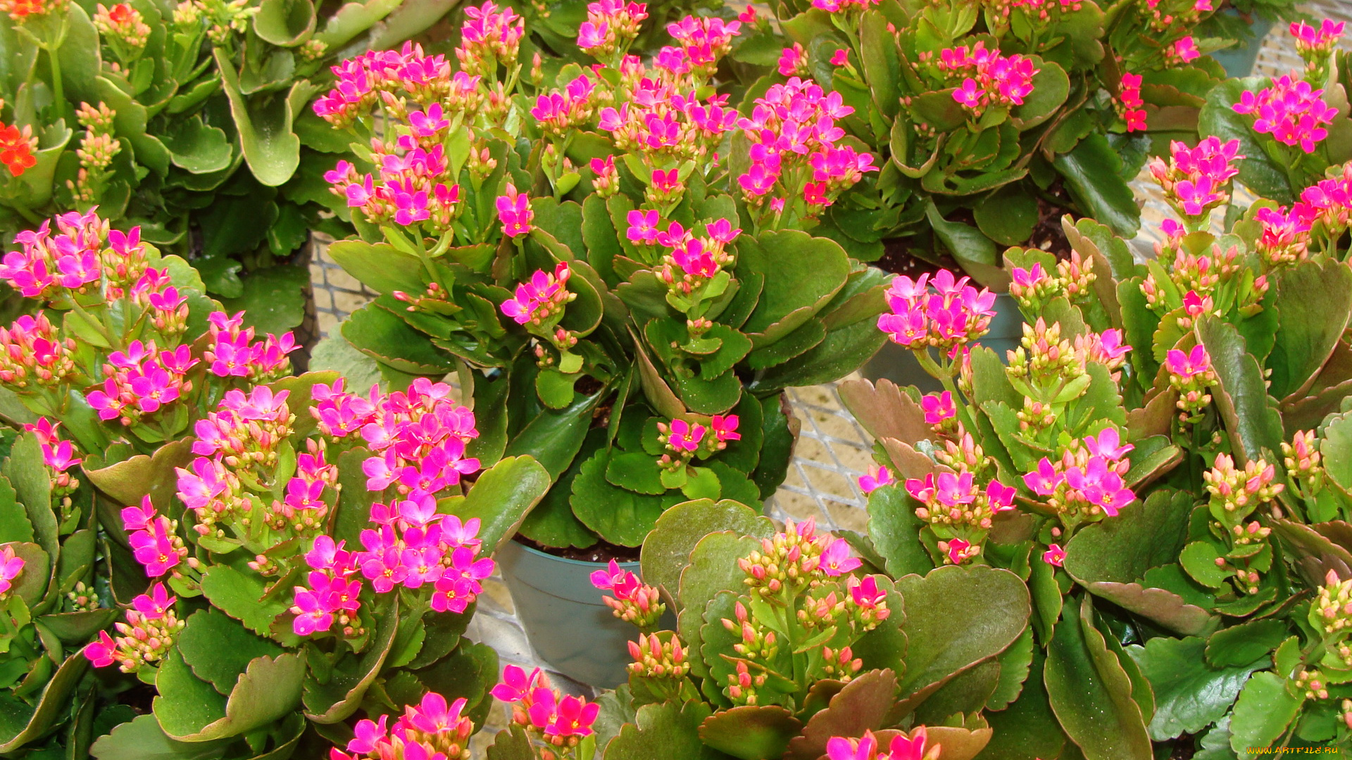 цветы, каланхоэ, kalanchoe