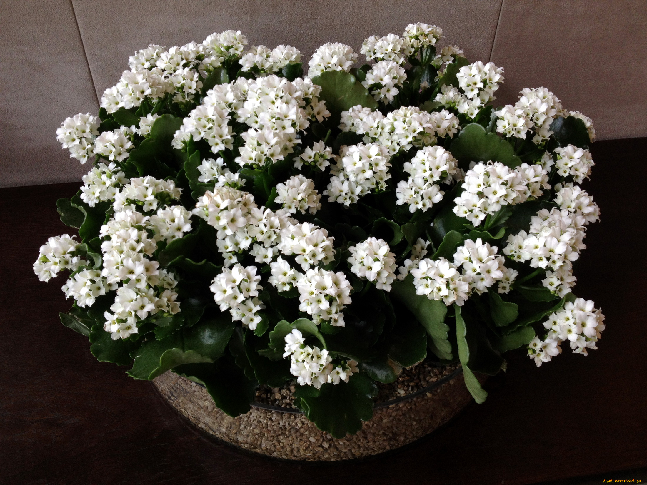 цветы, каланхоэ, kalanchoe