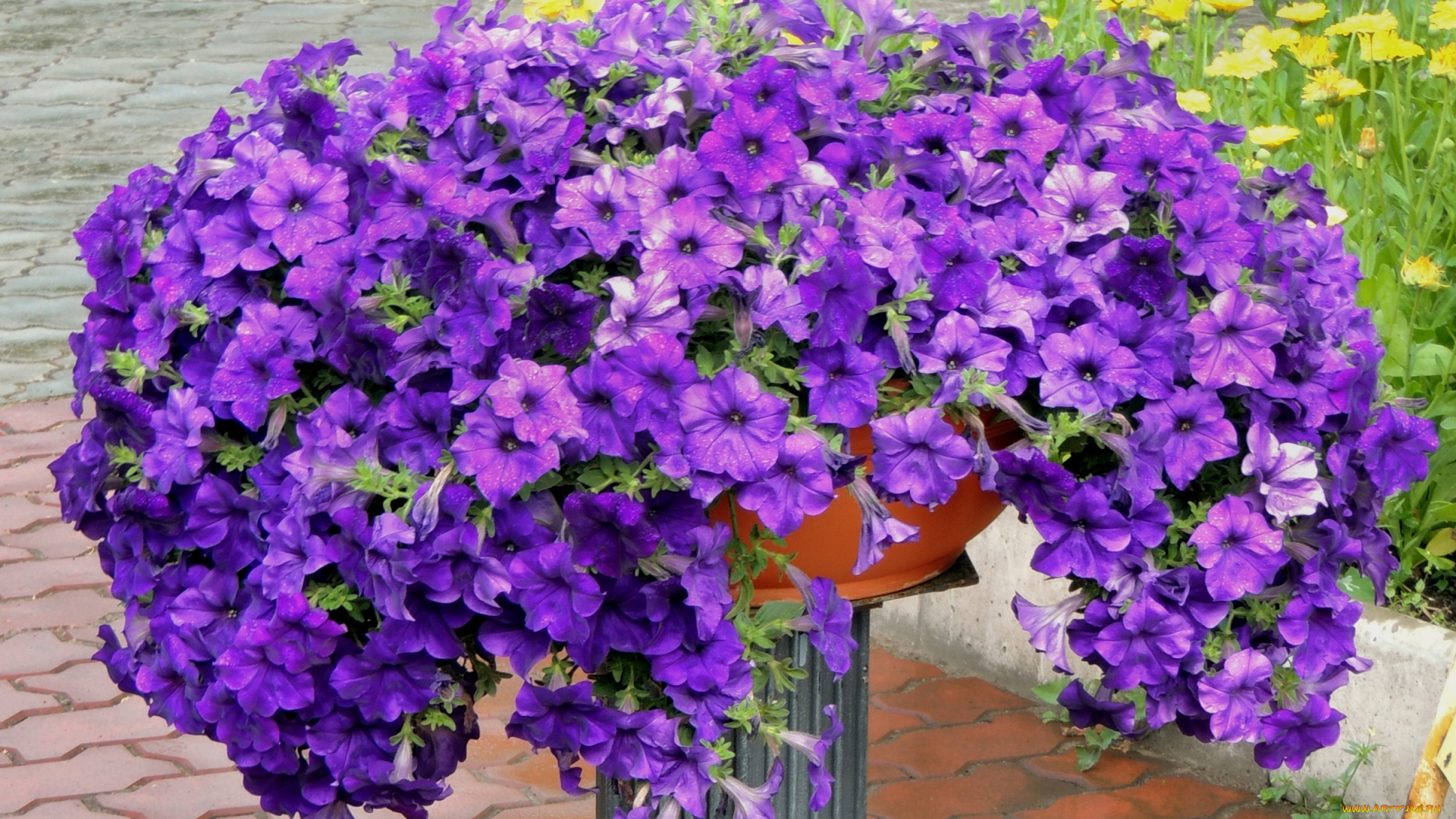 цветы, петунии, калибрахоа, фиолетовый