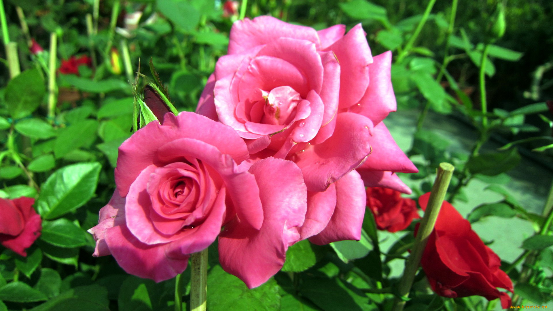 цветы, розы, куст, лепестки, розовый