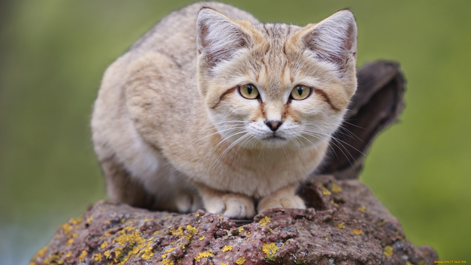 животные, дикие, кошки, барханный, кот