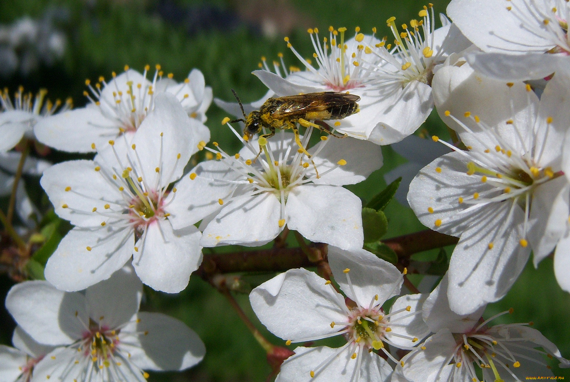 цветы, цветущие, деревья, кустарники, пчела, белые, алыча