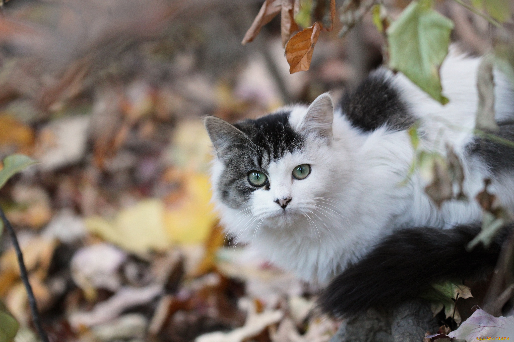 животные, коты, осень, листья, кошка