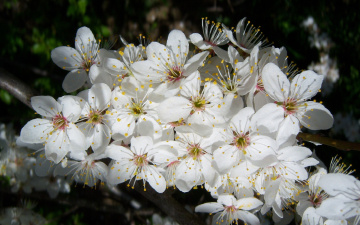 Картинка цветы цветущие деревья кустарники белые алыча