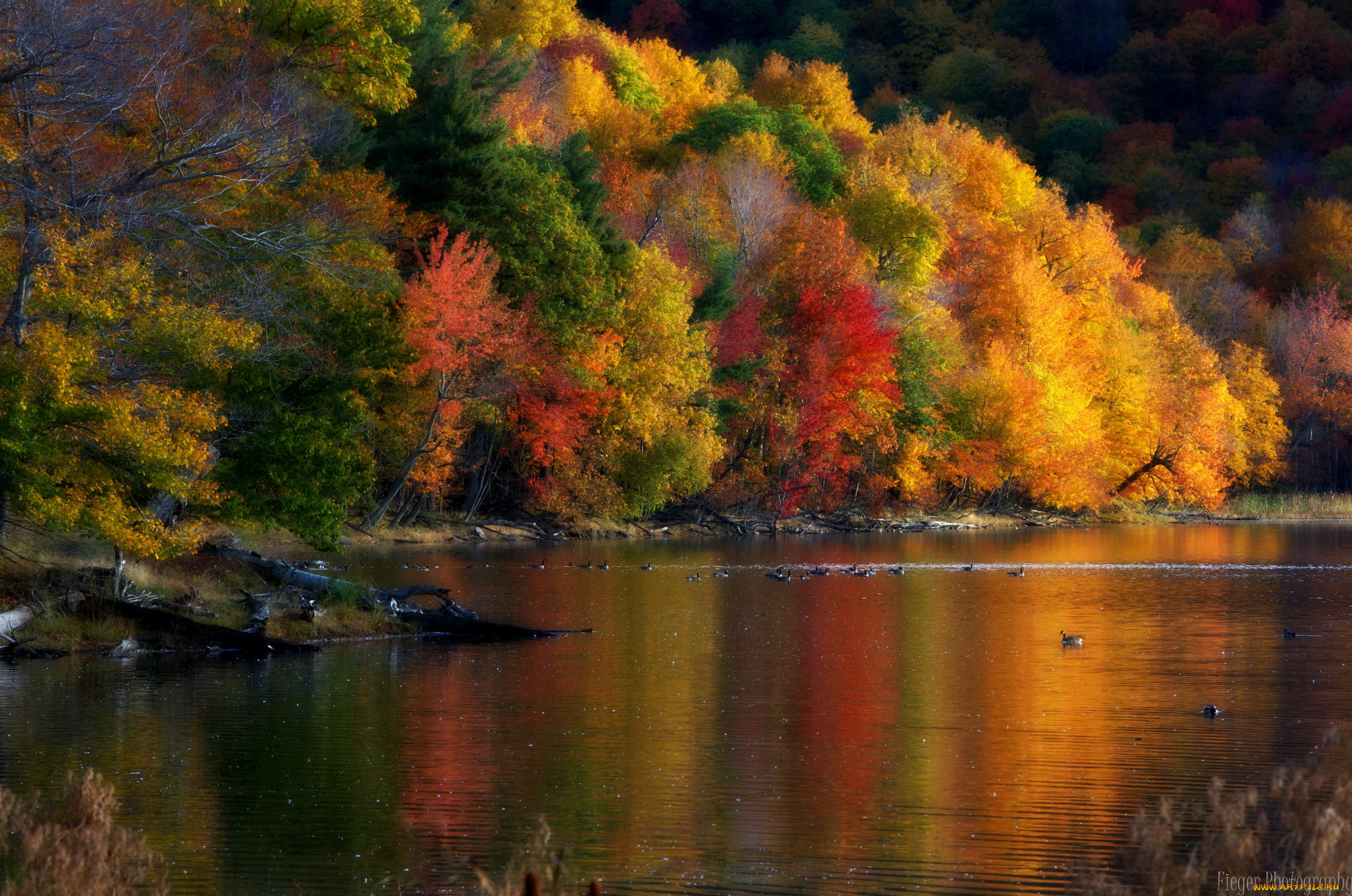 природа, реки, озера, утки, деревья, осень, время, года, пейзаж