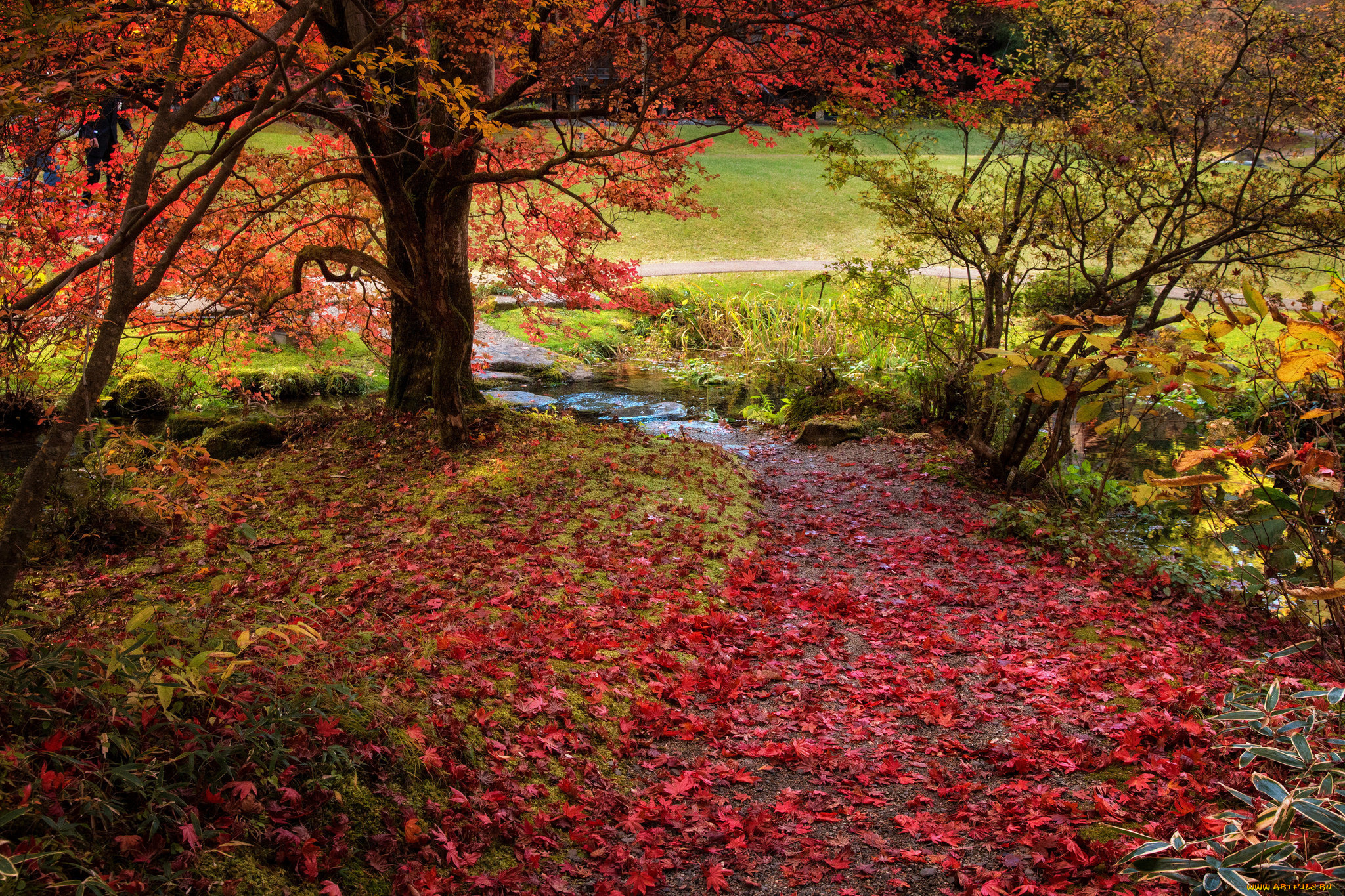 природа, дороги, листья, красиво, осень, деревья