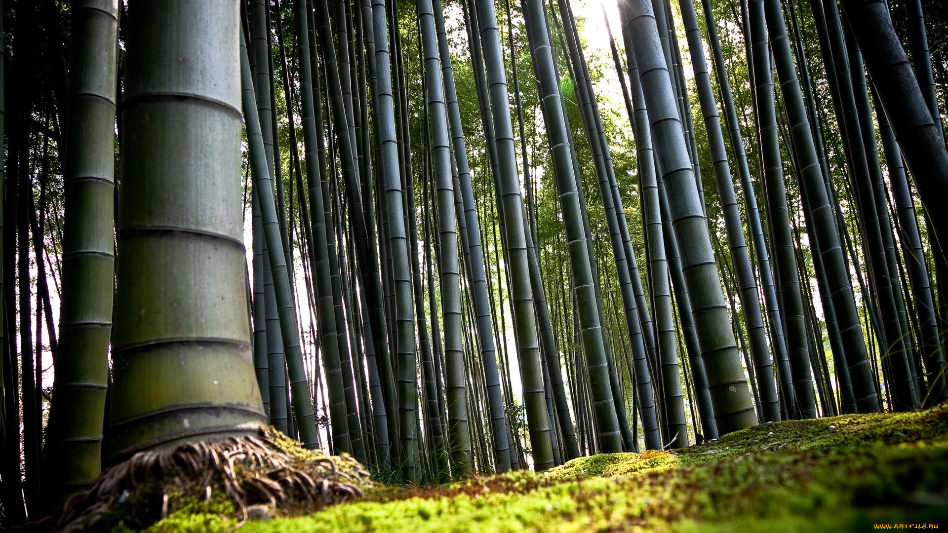 природа, лес, бамбук