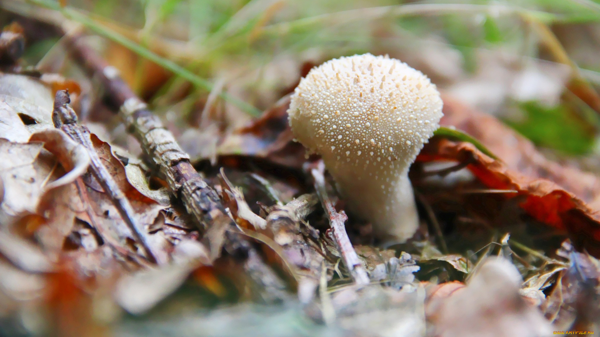 природа, грибы, дождевик