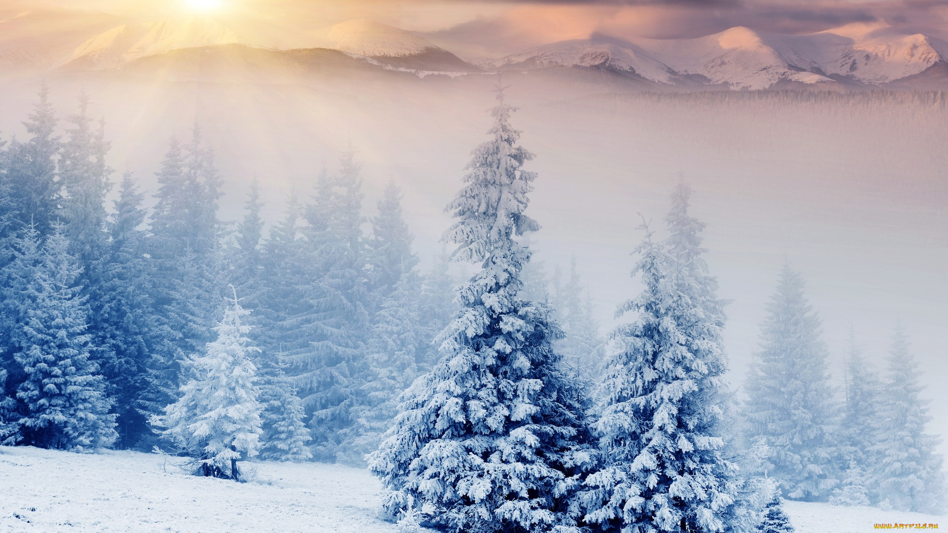 природа, зима, ель, горы, снег