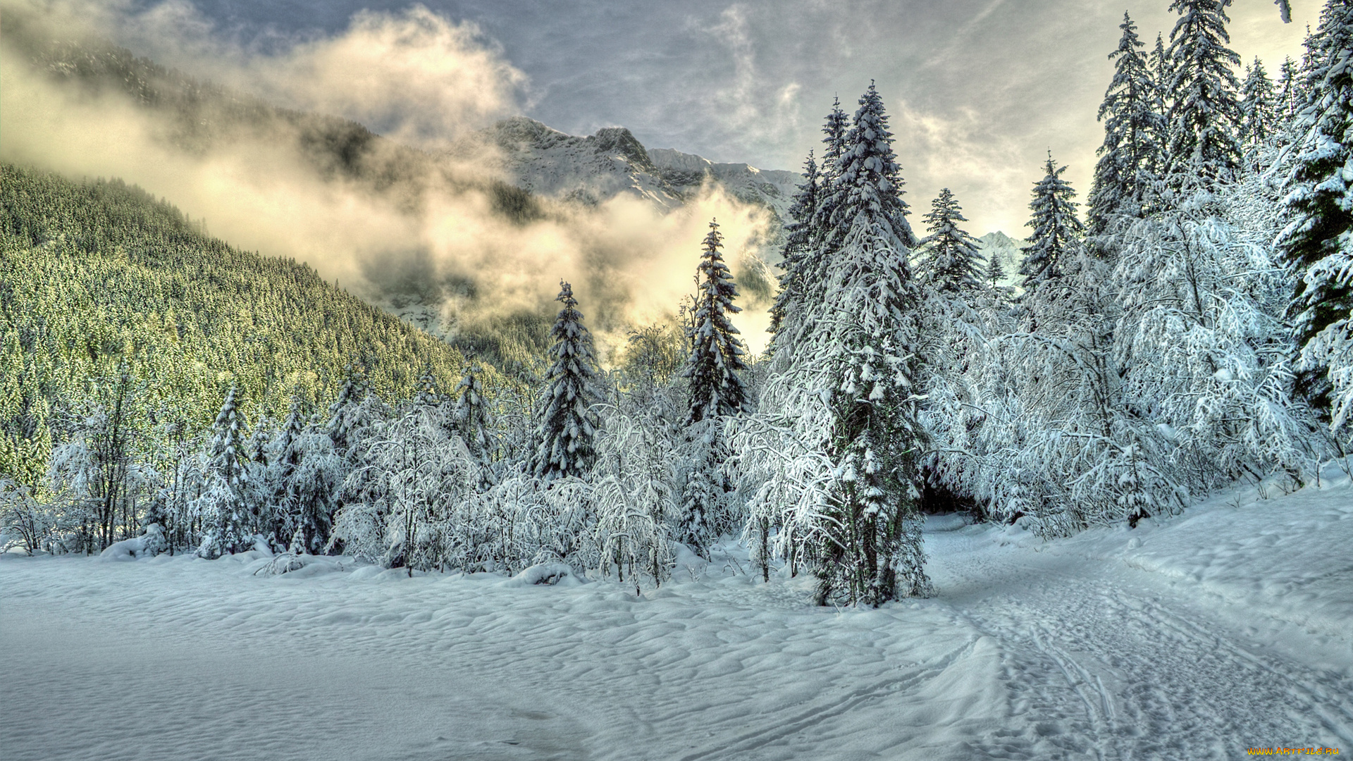 природа, зима, лес, снег, ель, холмы, туман, облака