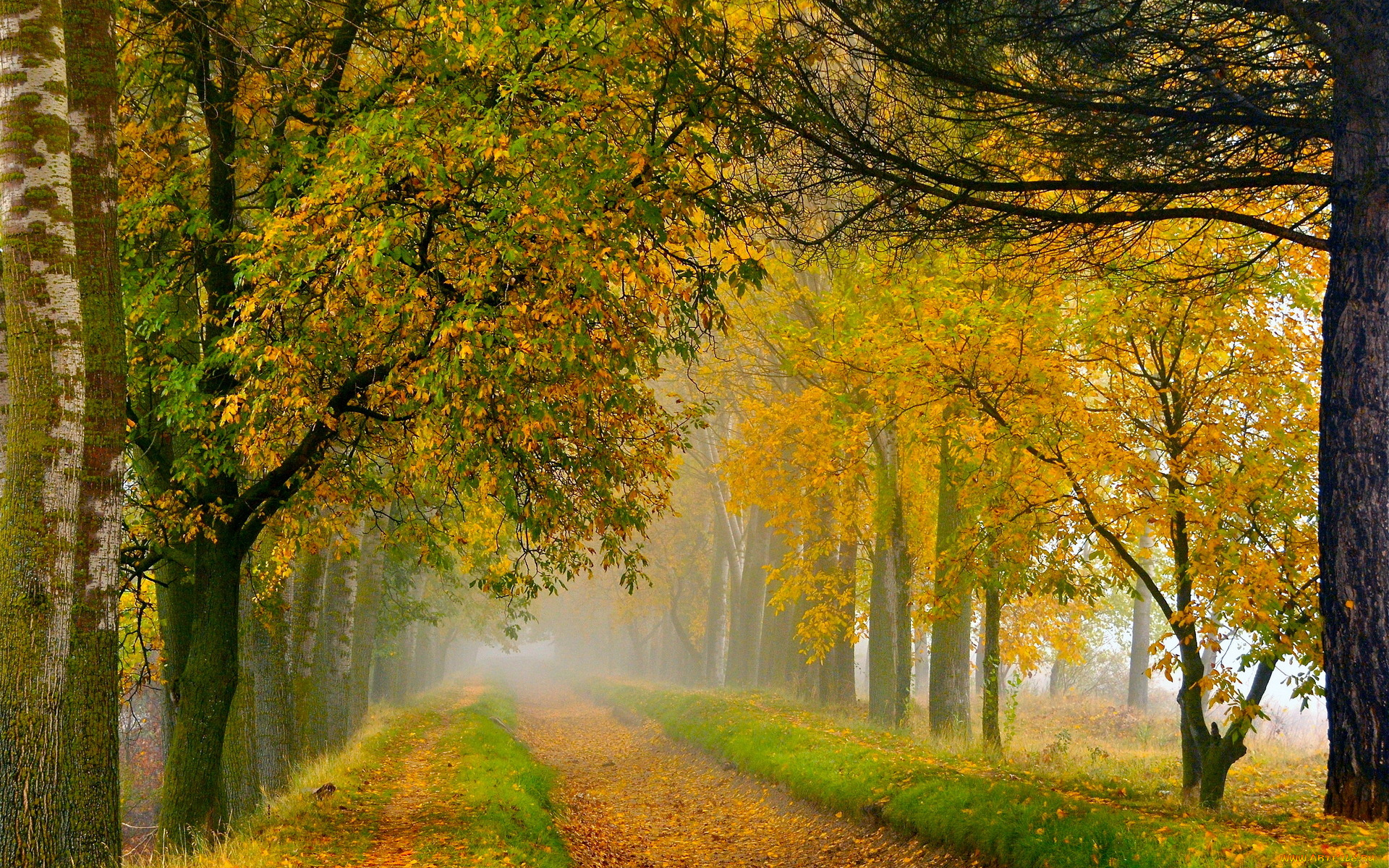природа, дороги, дорога, осень