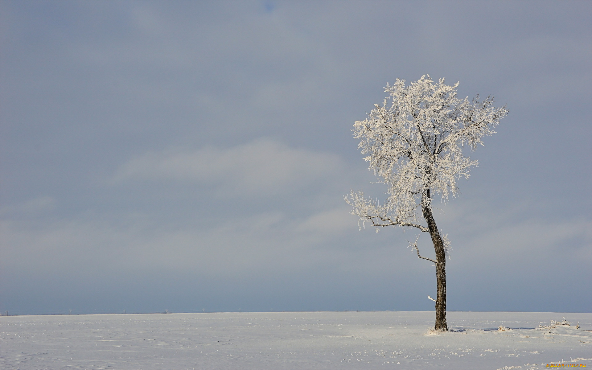 природа, зима, дерево, поле