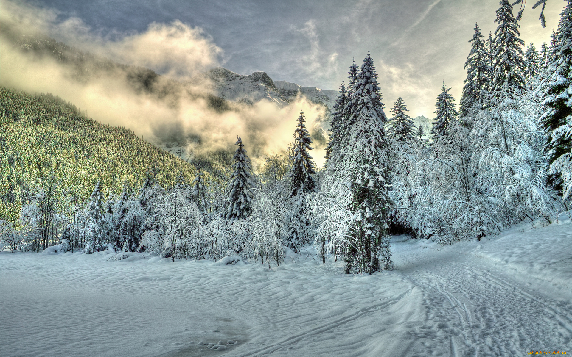 природа, зима, лес, снег, ель, холмы, туман, облака