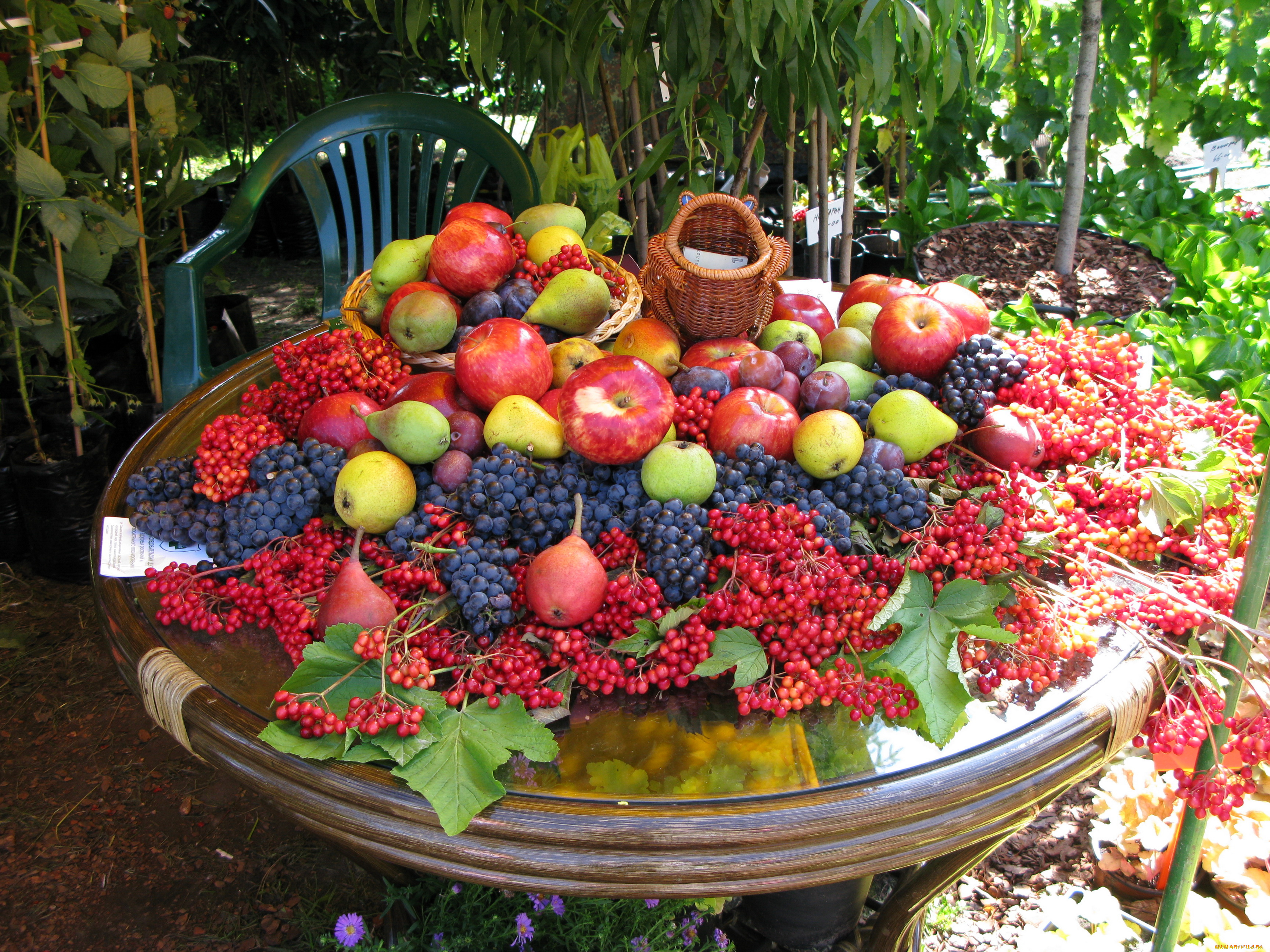 Садово фруктовый. Сад с фруктами. Фрукты на столе. Фрукты на даче. Ягоды в саду.