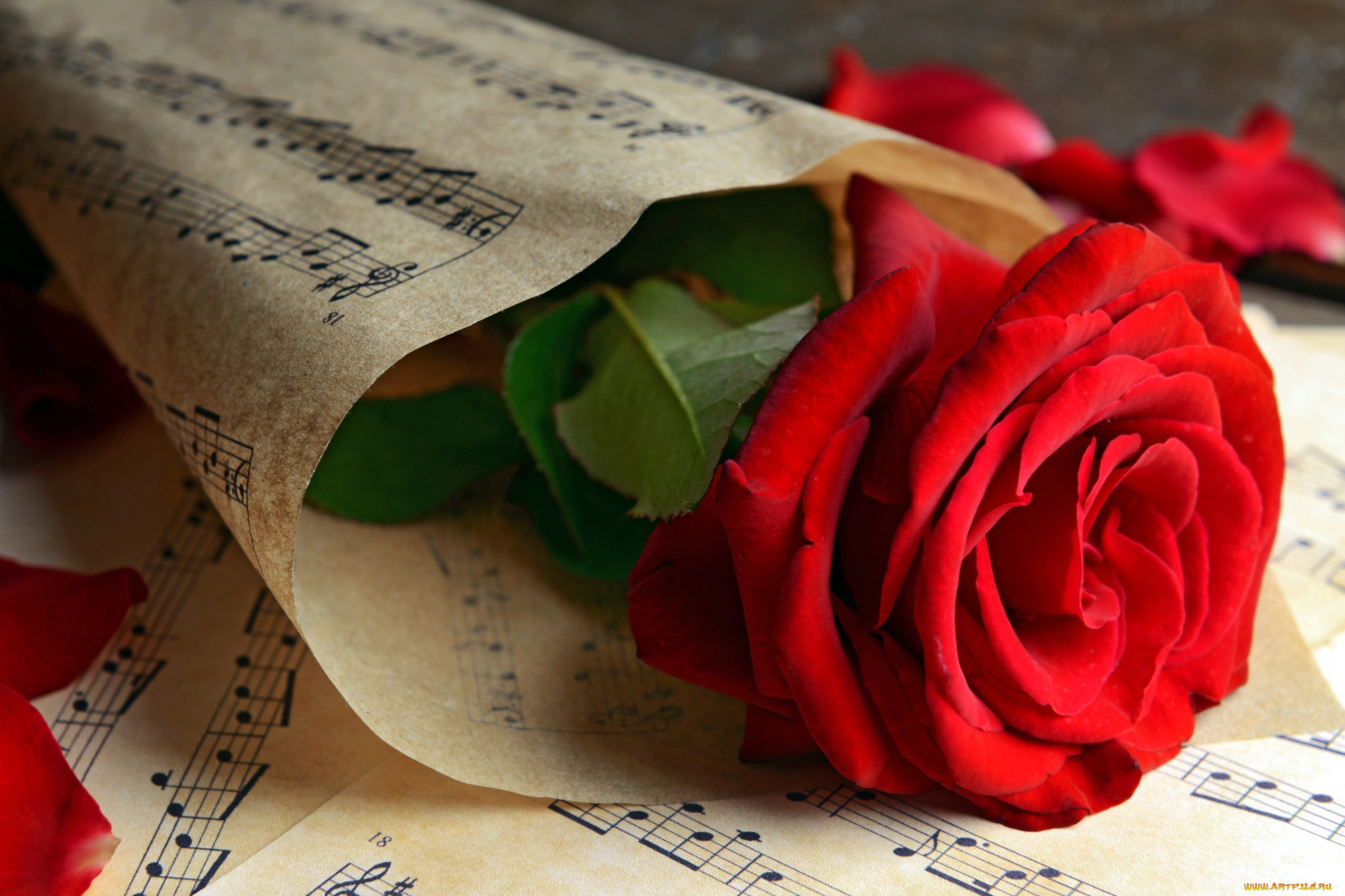 цветы, розы, красный, ноты